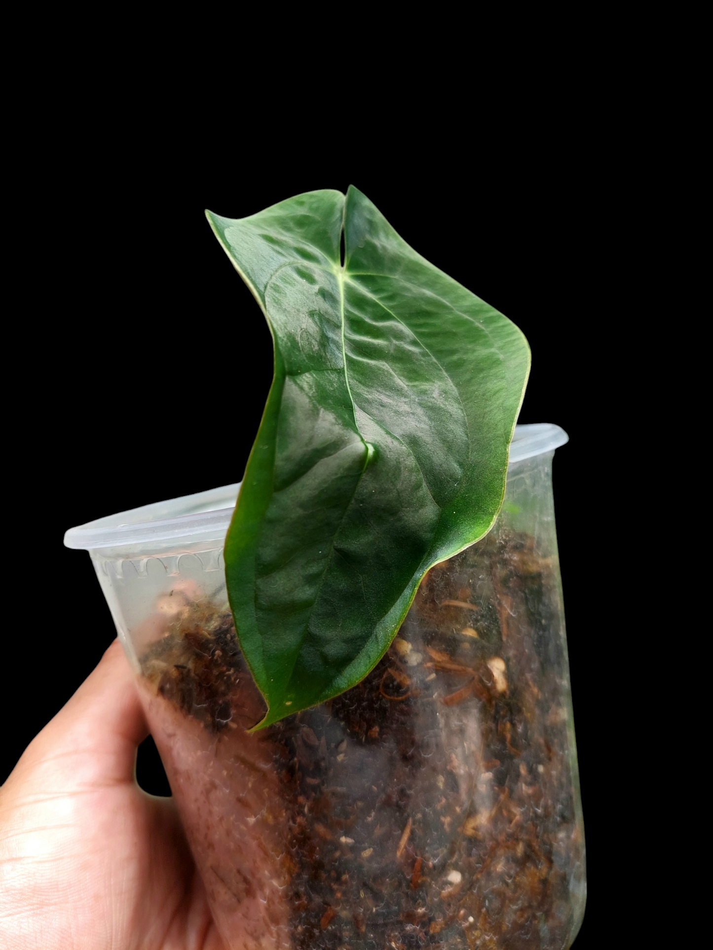 Anthurium Papillilaminum 'Portobelo' Small Size (EXACT PLANT)