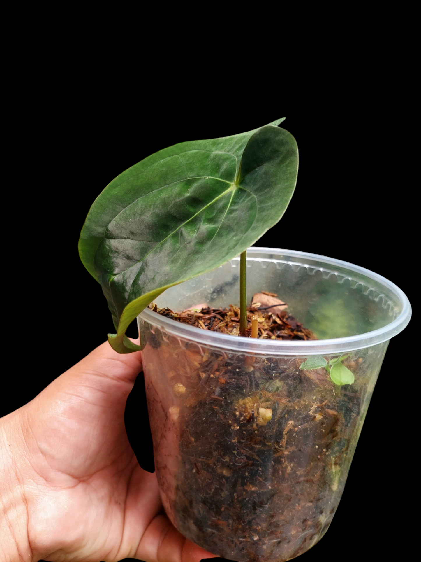 Anthurium Papillilaminum 'Portobelo' Small Size (EXACT PLANT)