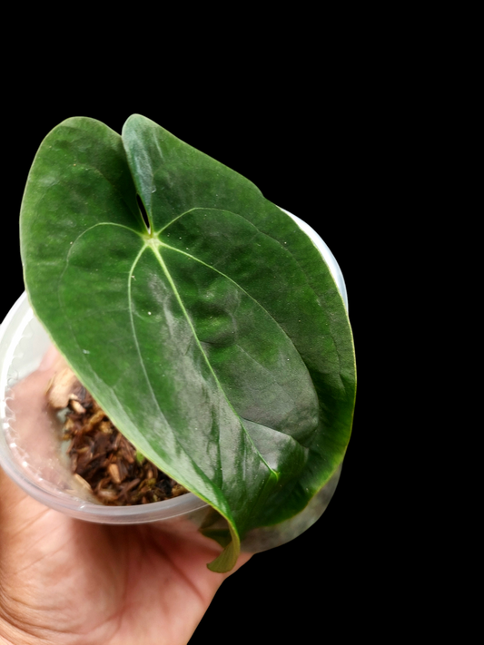 Anthurium Papillilaminum 'Portobelo' Small Size (EXACT PLANT)