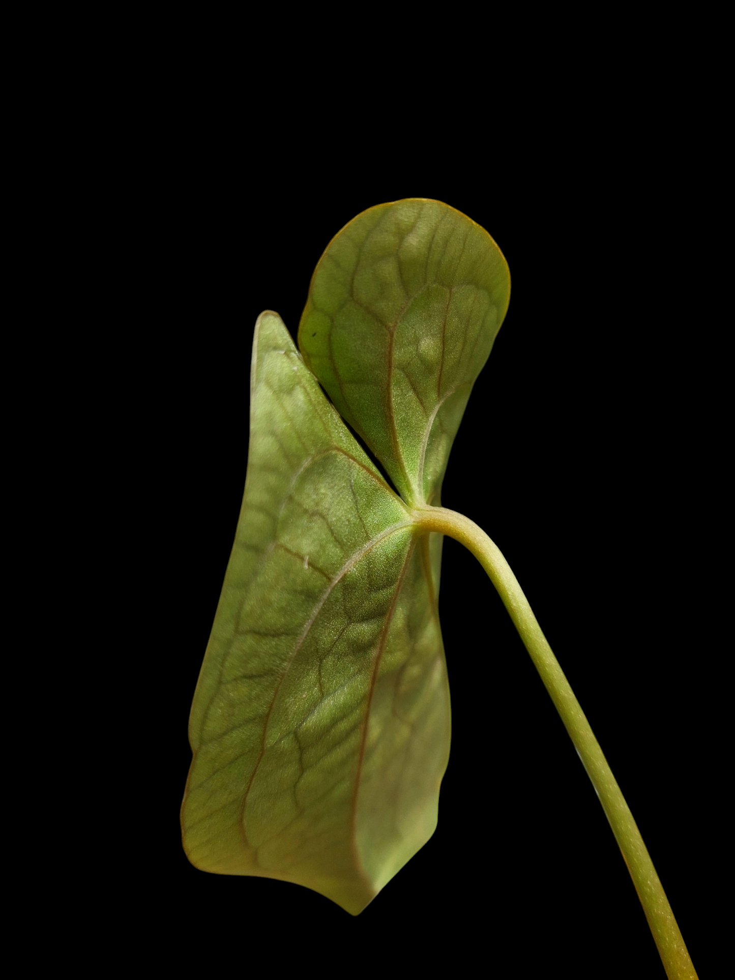 Anthurium Papillilaminum 'Portobelo' Small Size (EXACT PLANT)