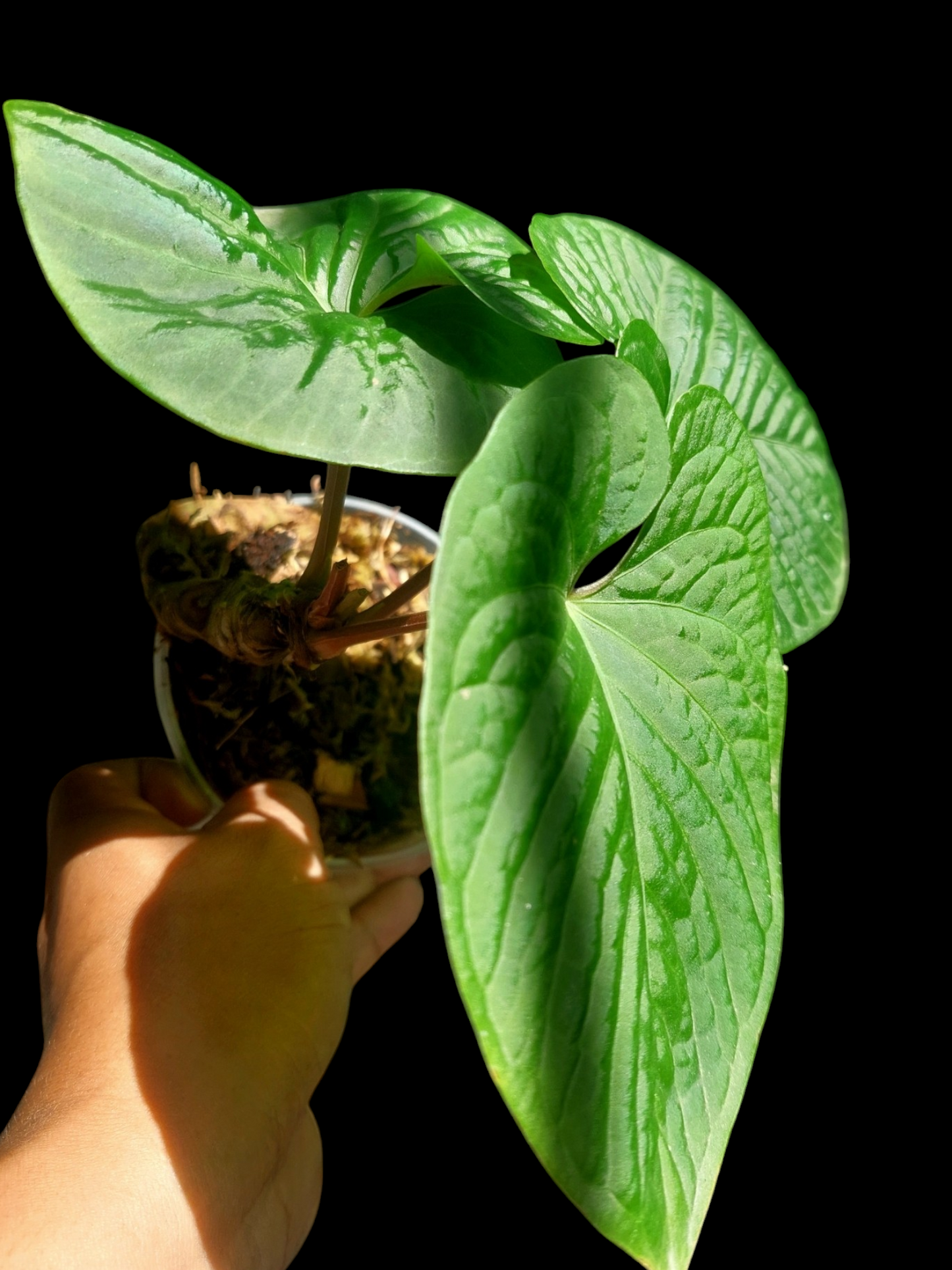 Anthurium sp. "Kunayala Glow" with 3 Leaves (EXACT PLANT)