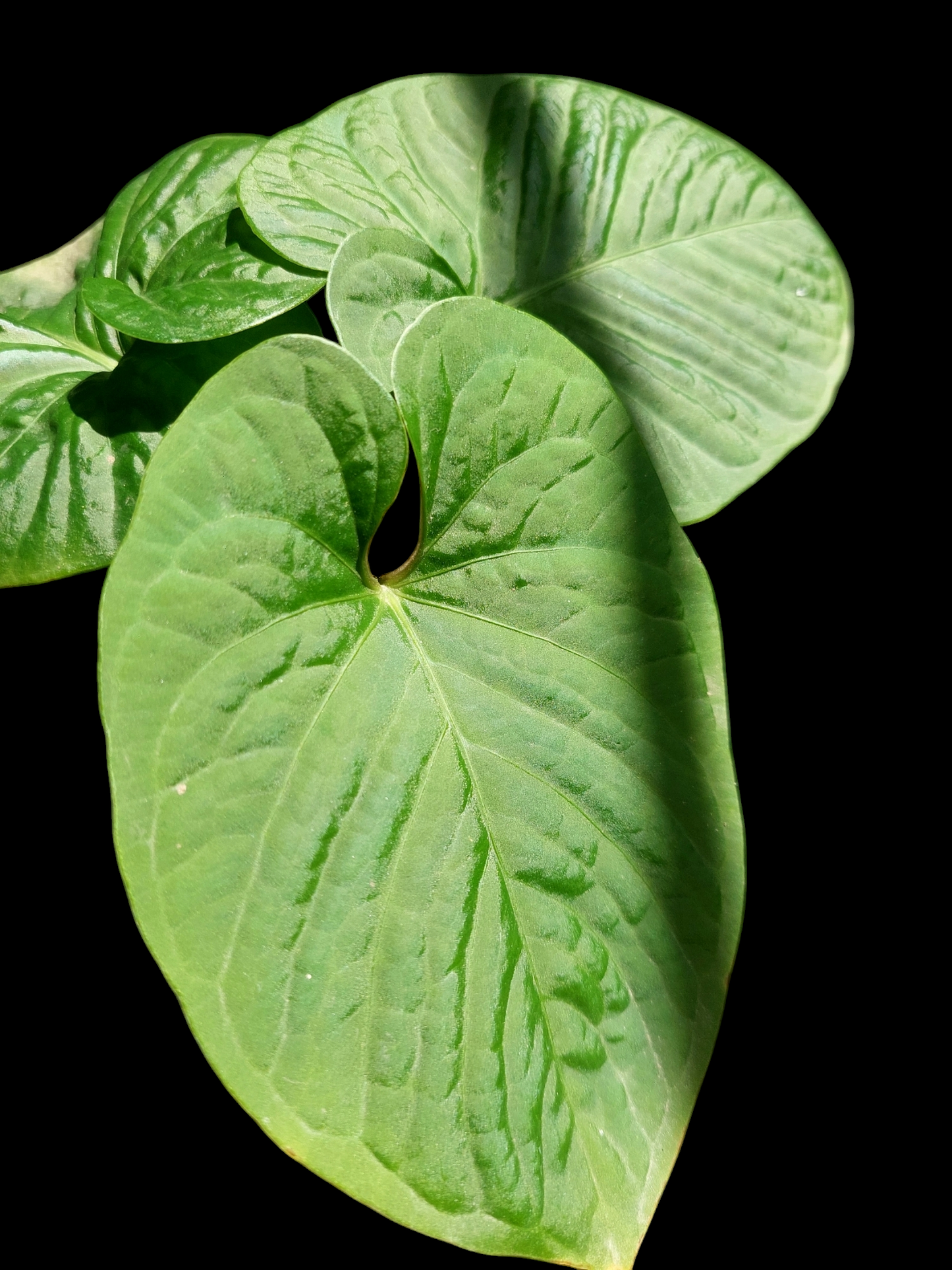 Anthurium sp. "Kunayala Glow" with 3 Leaves (EXACT PLANT)