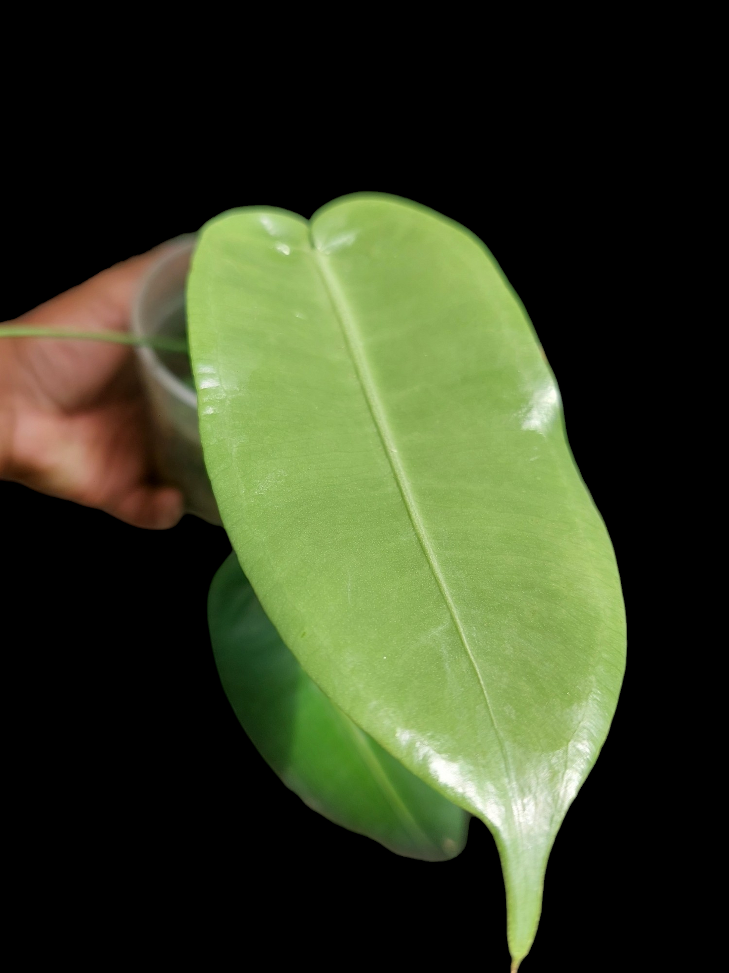 Anthurium Timplowmani Wild Ecotype with 3 Leaves (EXACT PLANT)