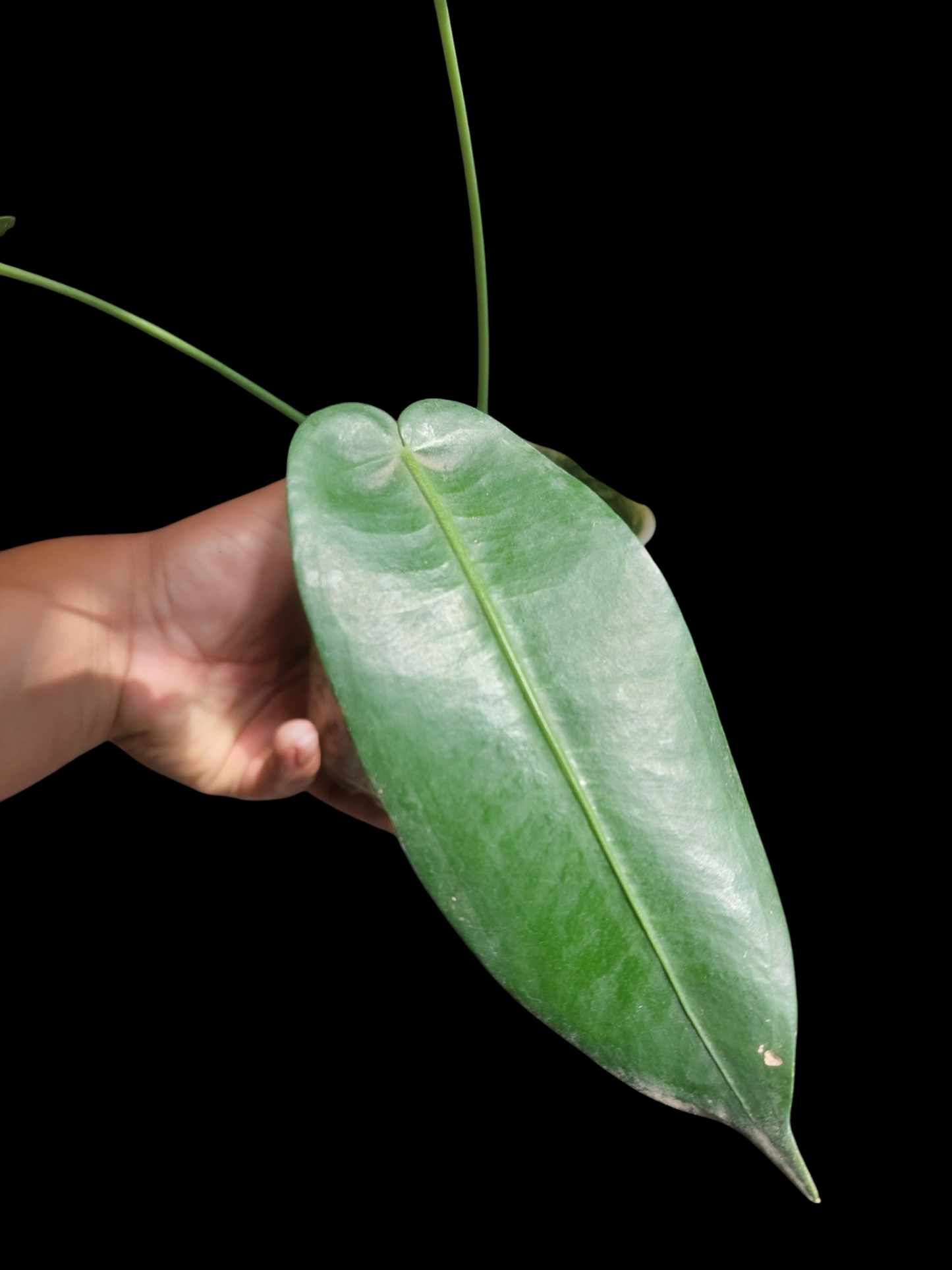 Anthurium Timplowmani Wild Ecotype with 3 Leaves (EXACT PLANT)