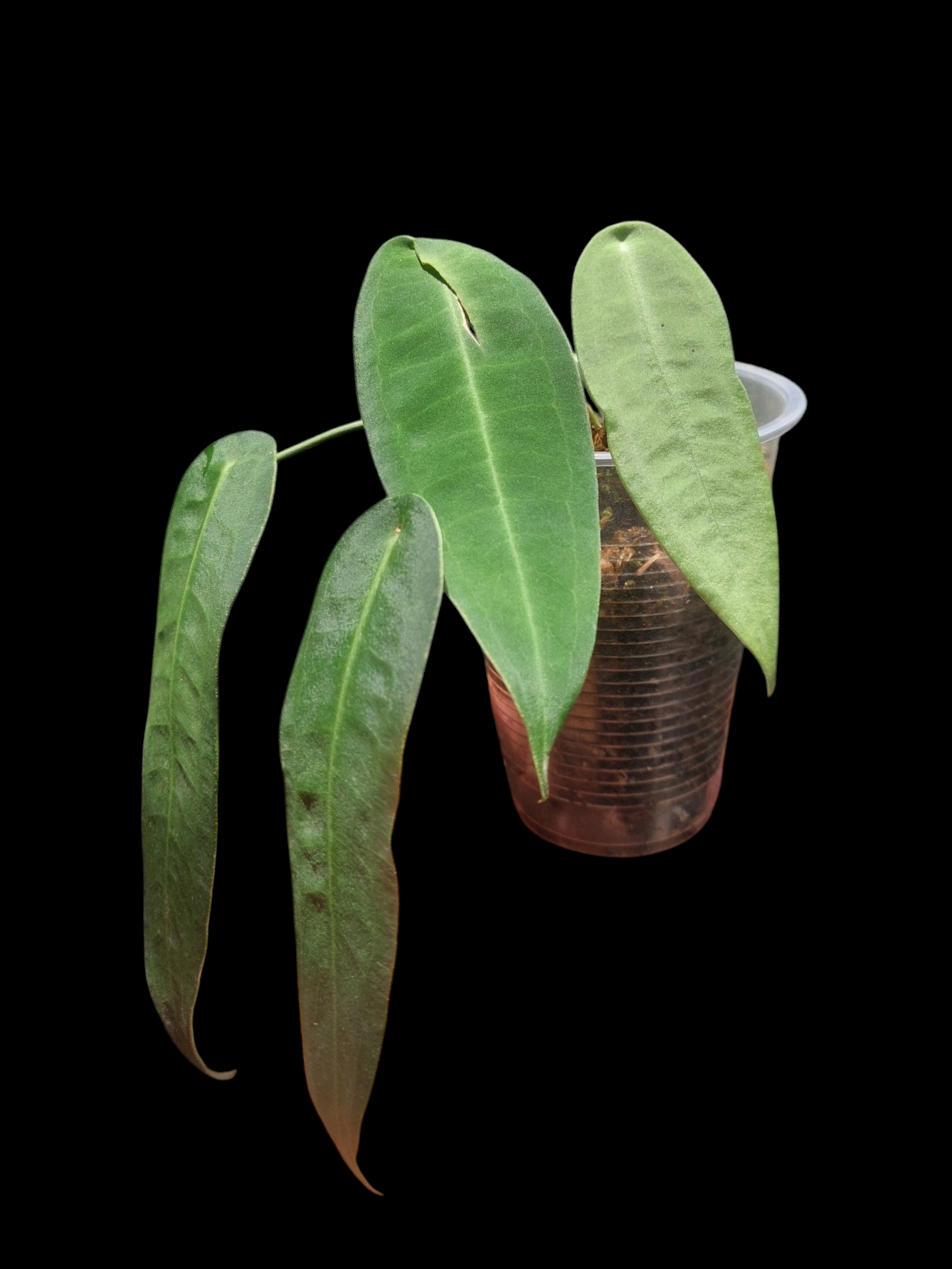 Anthurium sp. "Little Ghost" 4 Leaf (EXACT PLANT)