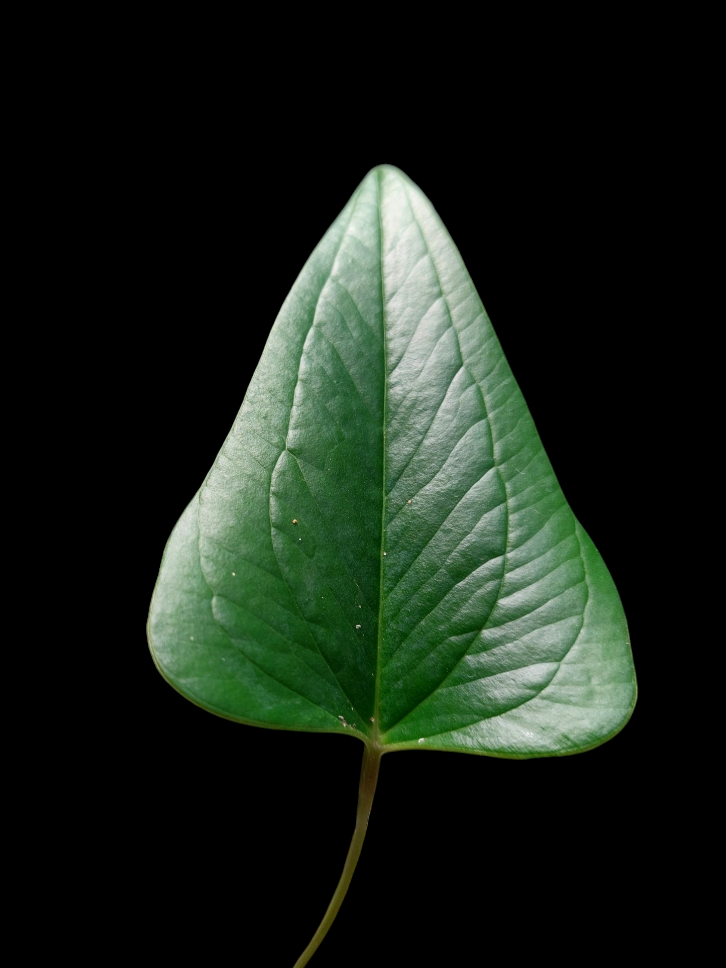 Anthurium sp. 'Indian arrow' with 3 Leaves (EXACT PLANT)