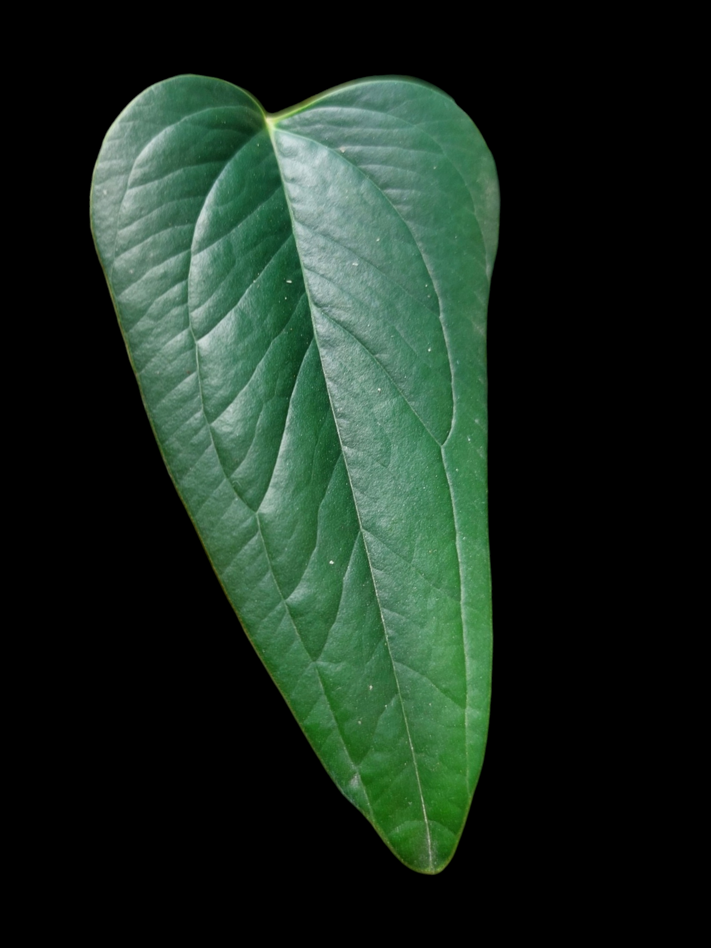 Anthurium sp. 'Indian arrow' with 3 Leaves (EXACT PLANT)