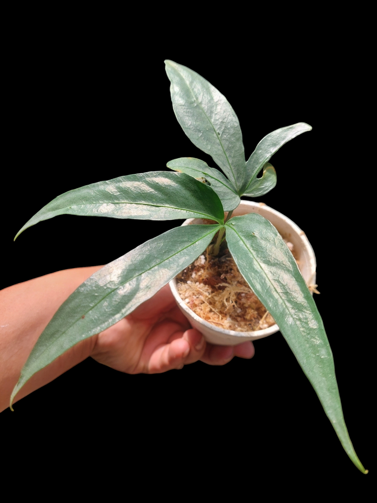 Anthurium sp. "Silver Fingers" 2 Leaves (EXACT PLANT)