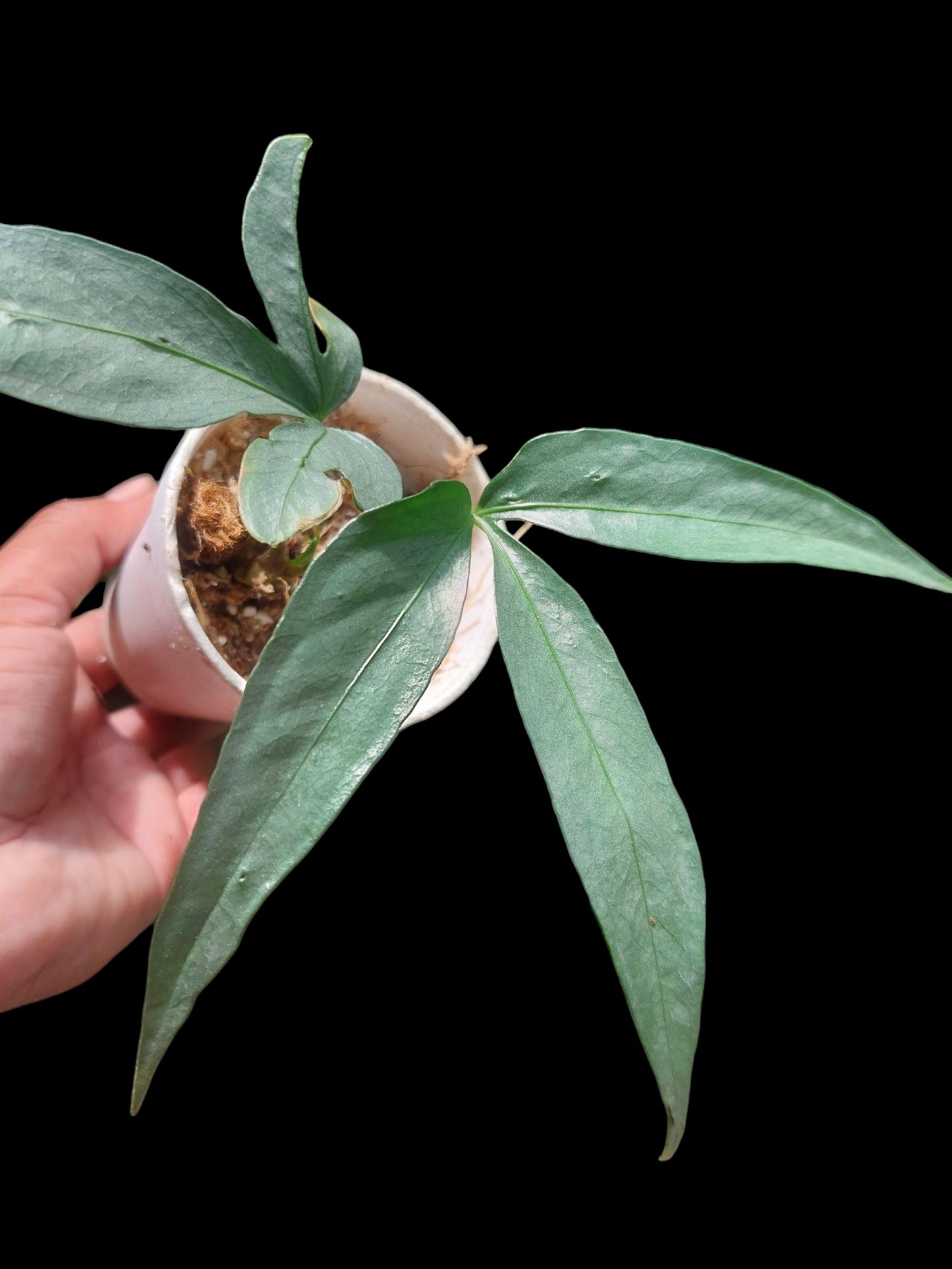 Anthurium sp. "Silver Fingers" 2 Leaves (EXACT PLANT)