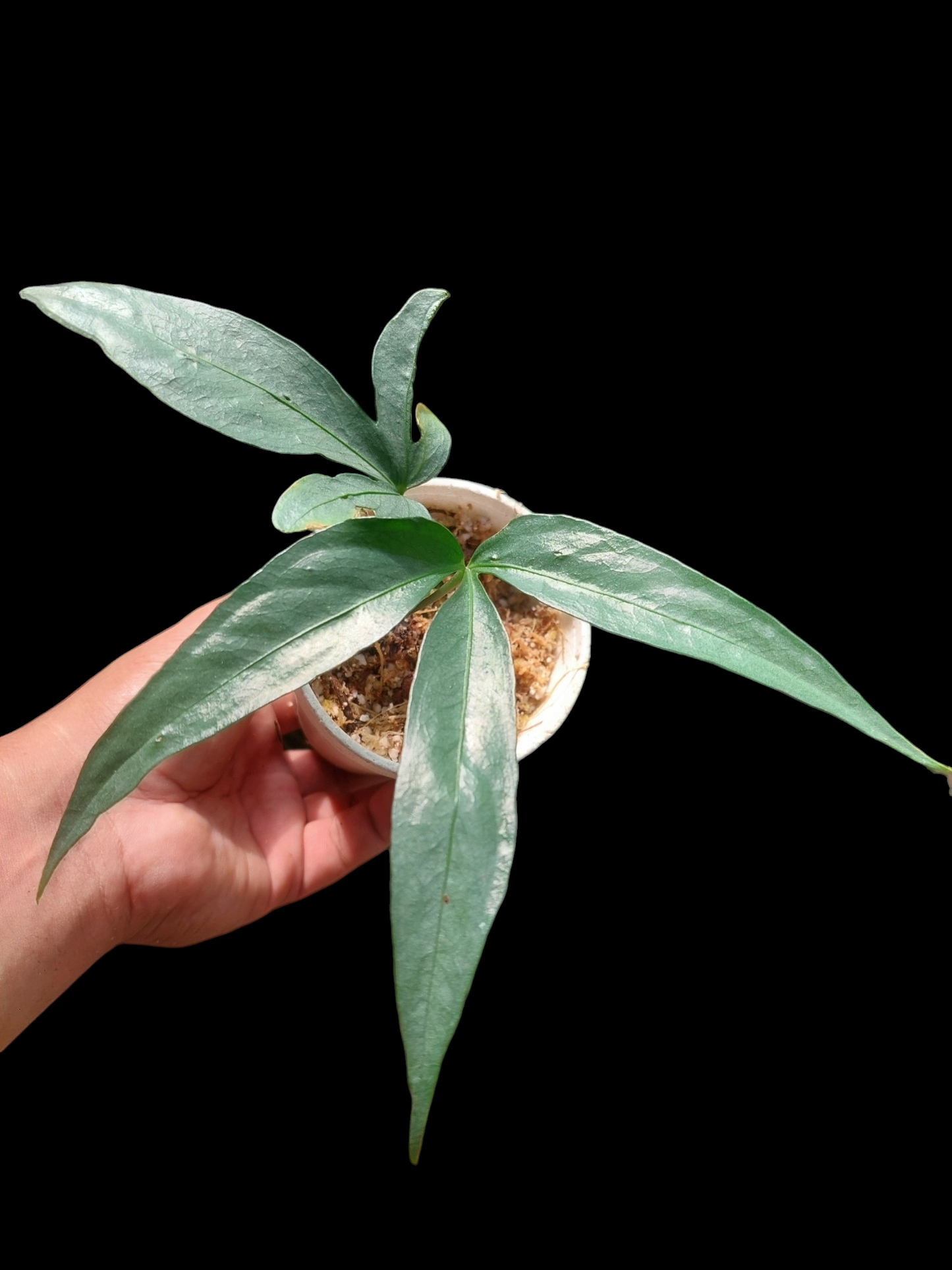 Anthurium sp. "Silver Fingers" 2 Leaves (EXACT PLANT)