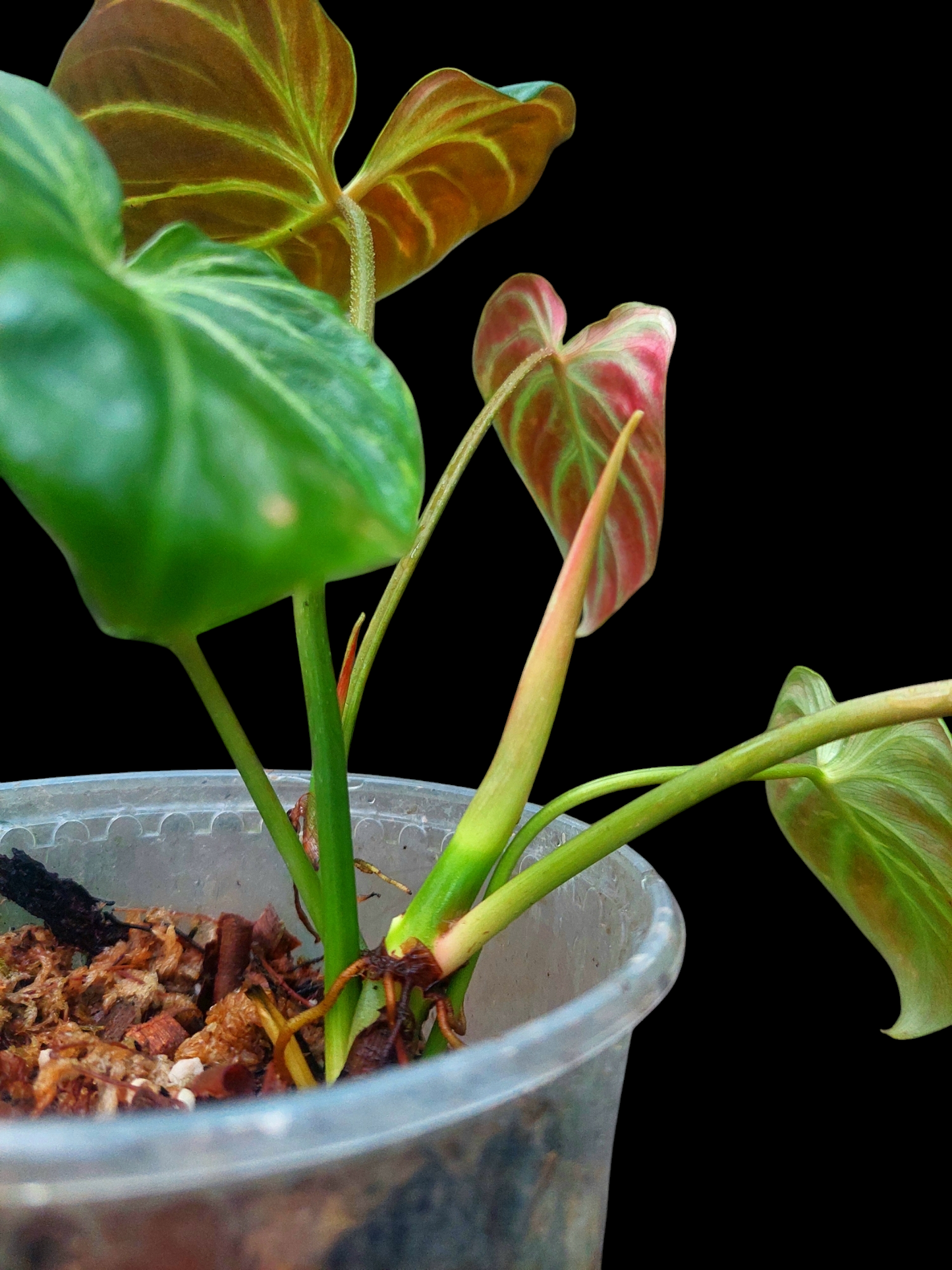 Philodendron Verrucosum with 5 Leaves (EXACT PLANT)