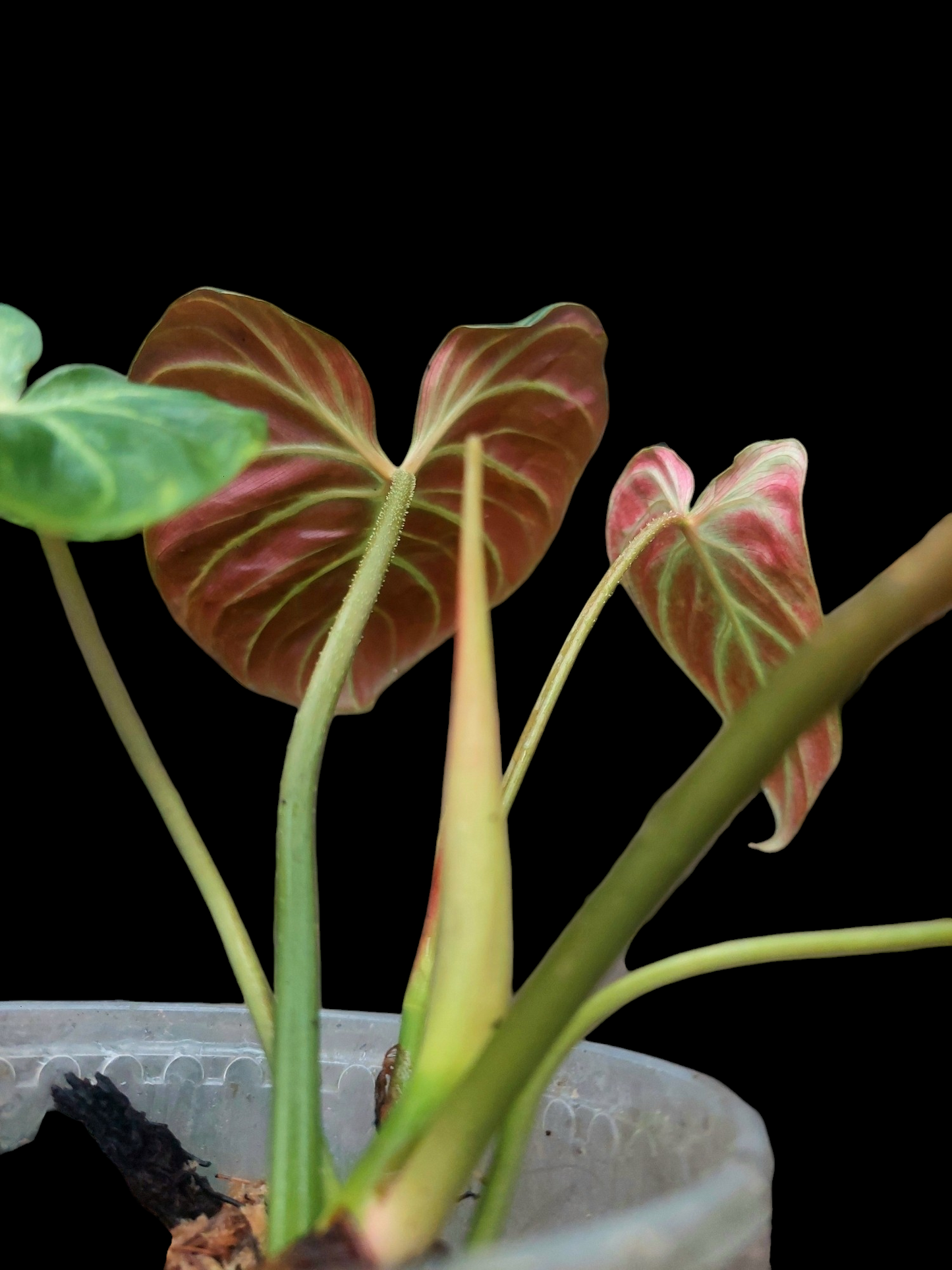 Philodendron Verrucosum with 5 Leaves (EXACT PLANT)