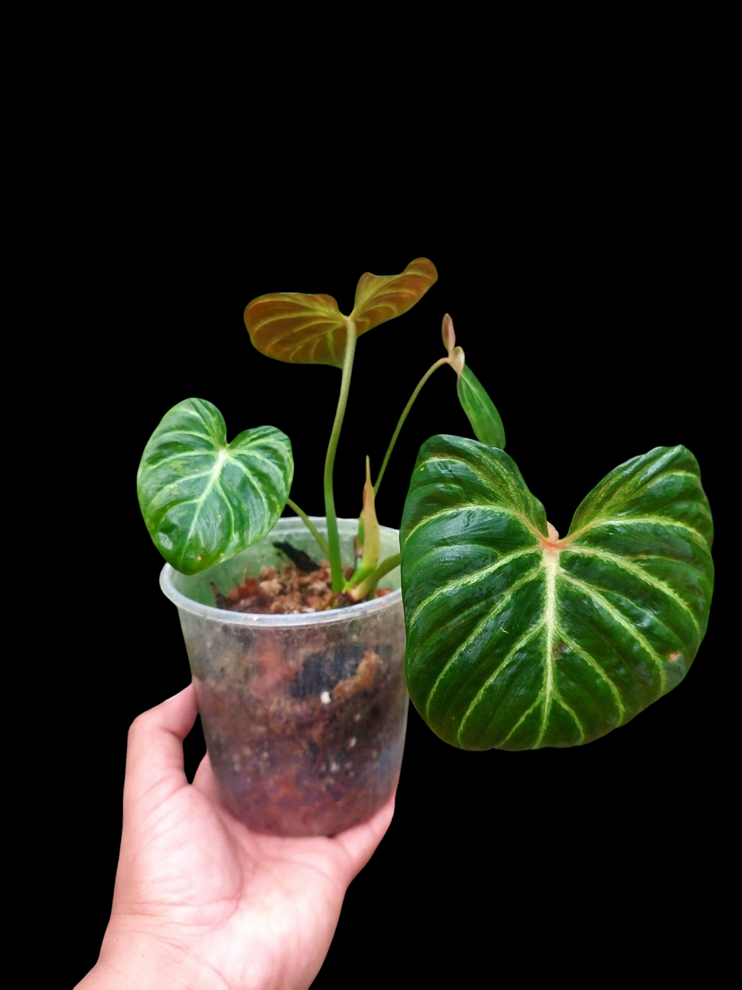 Philodendron Verrucosum with 5 Leaves (EXACT PLANT)