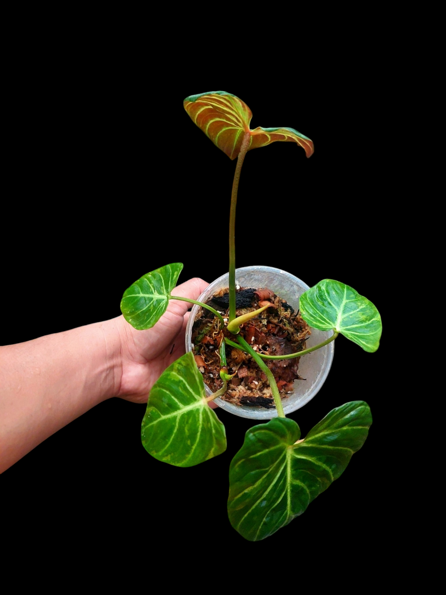 Philodendron Verrucosum with 5 Leaves (EXACT PLANT)