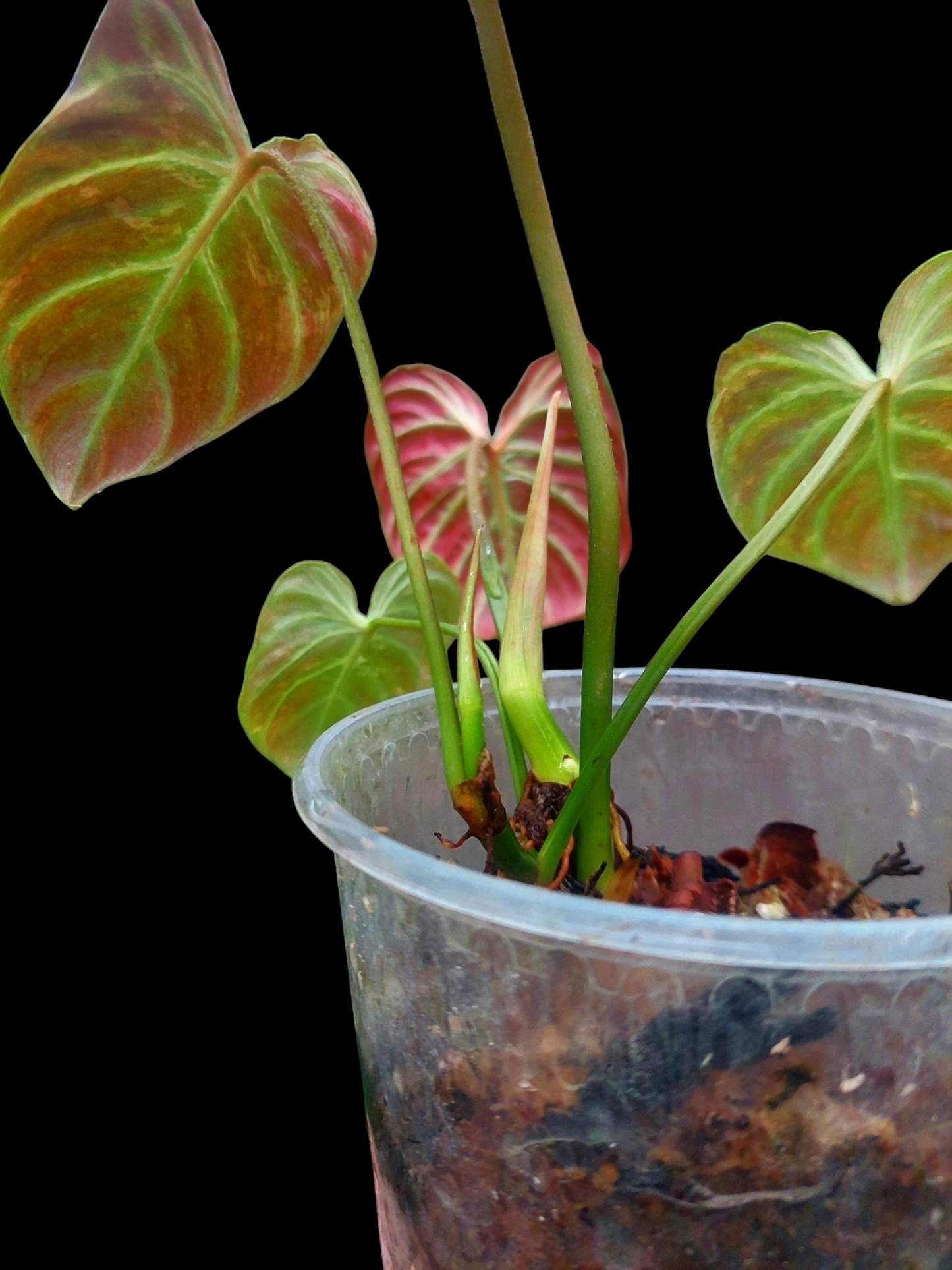 Philodendron Verrucosum with 5 Leaves (EXACT PLANT)