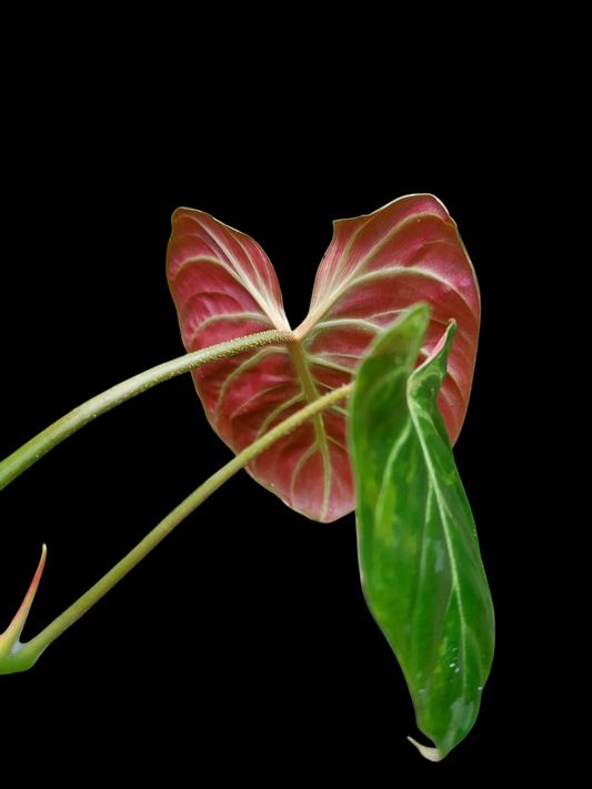 Philodendron Verrucosum with 5 Leaves (EXACT PLANT)