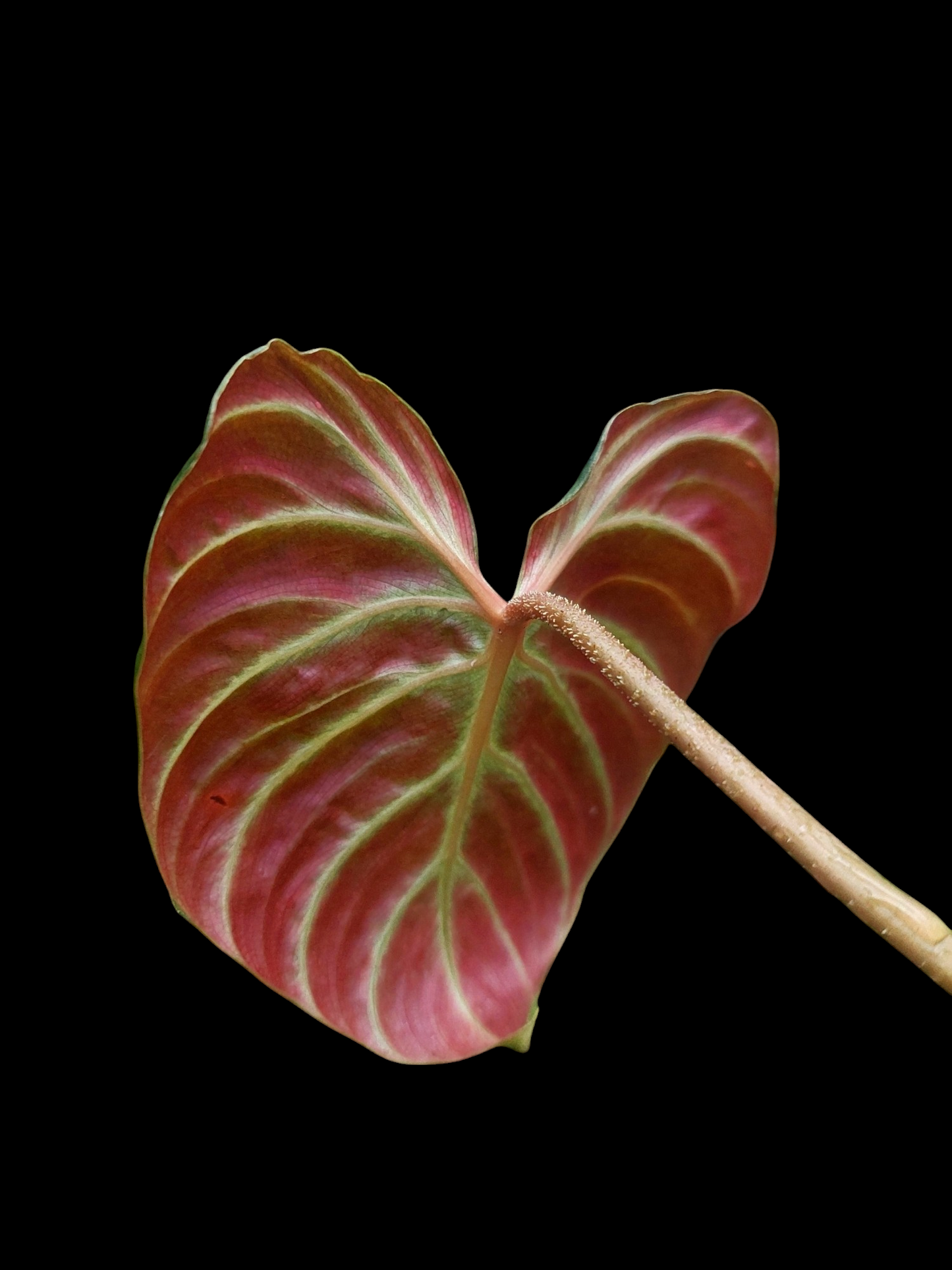 Philodendron Verrucosum with 5 Leaves (EXACT PLANT)