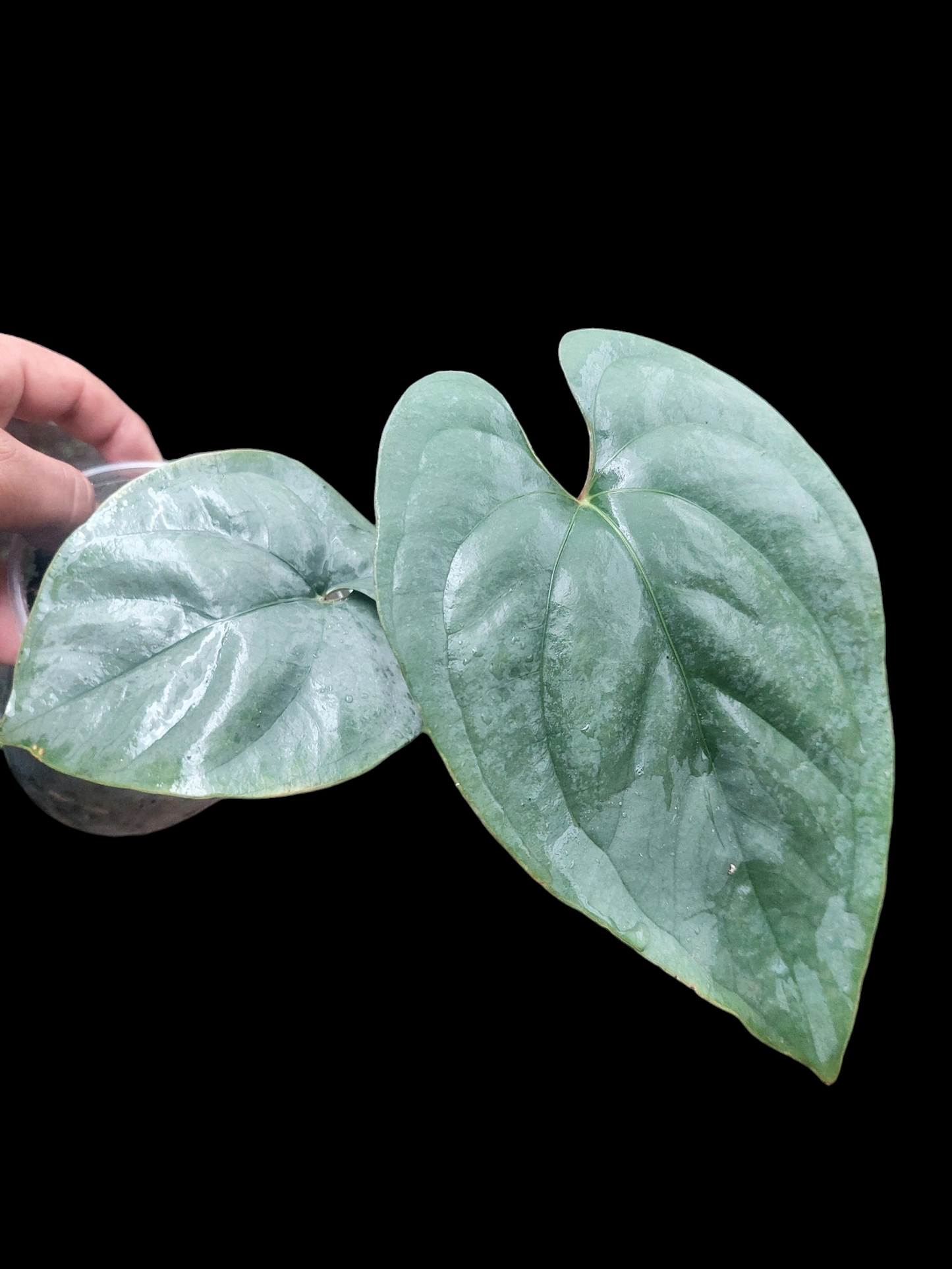 Anthurium sp. 'Silver Peru' Wild Ecotype 2 Leaves (EXACT PLANT)