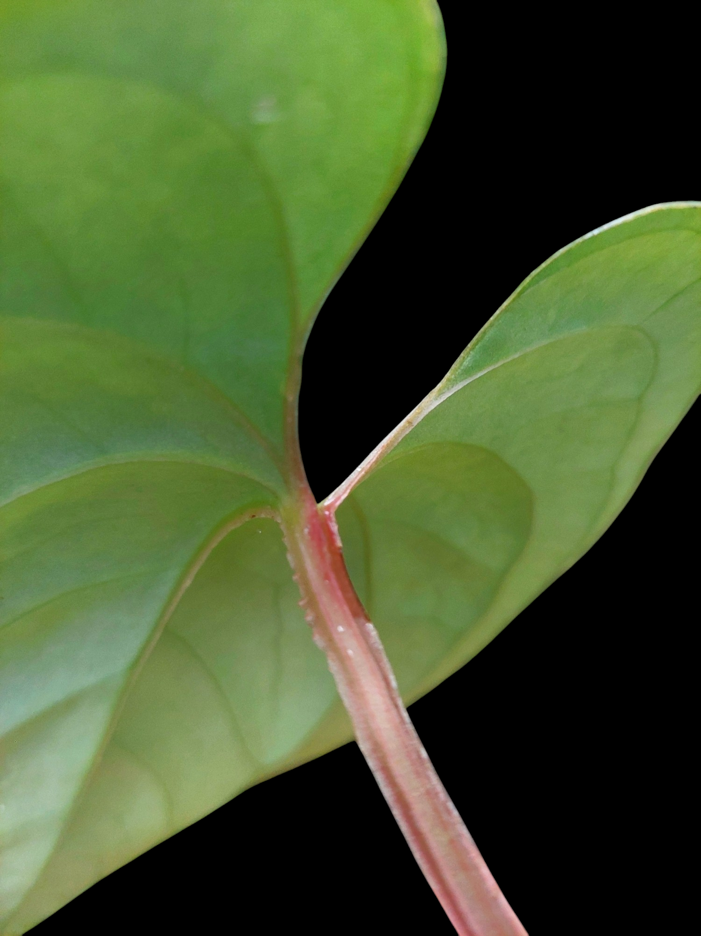 Anthurium sp. 'Silver Peru' Wild Ecotype 2 Leaves (EXACT PLANT)