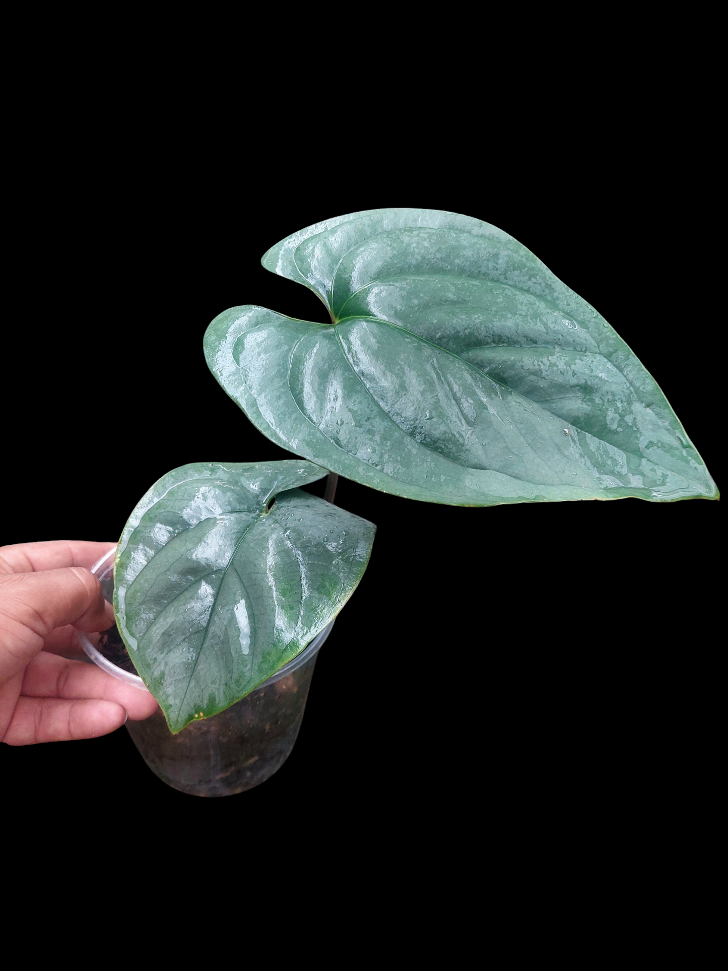 Anthurium sp. 'Silver Peru' Wild Ecotype 2 Leaves (EXACT PLANT)