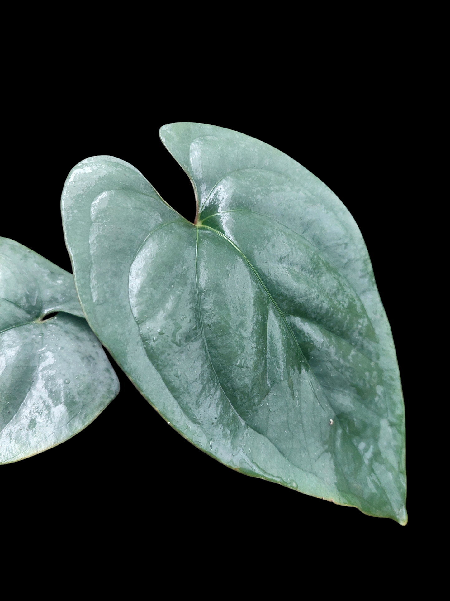 Anthurium sp. 'Silver Peru' Wild Ecotype 2 Leaves (EXACT PLANT)