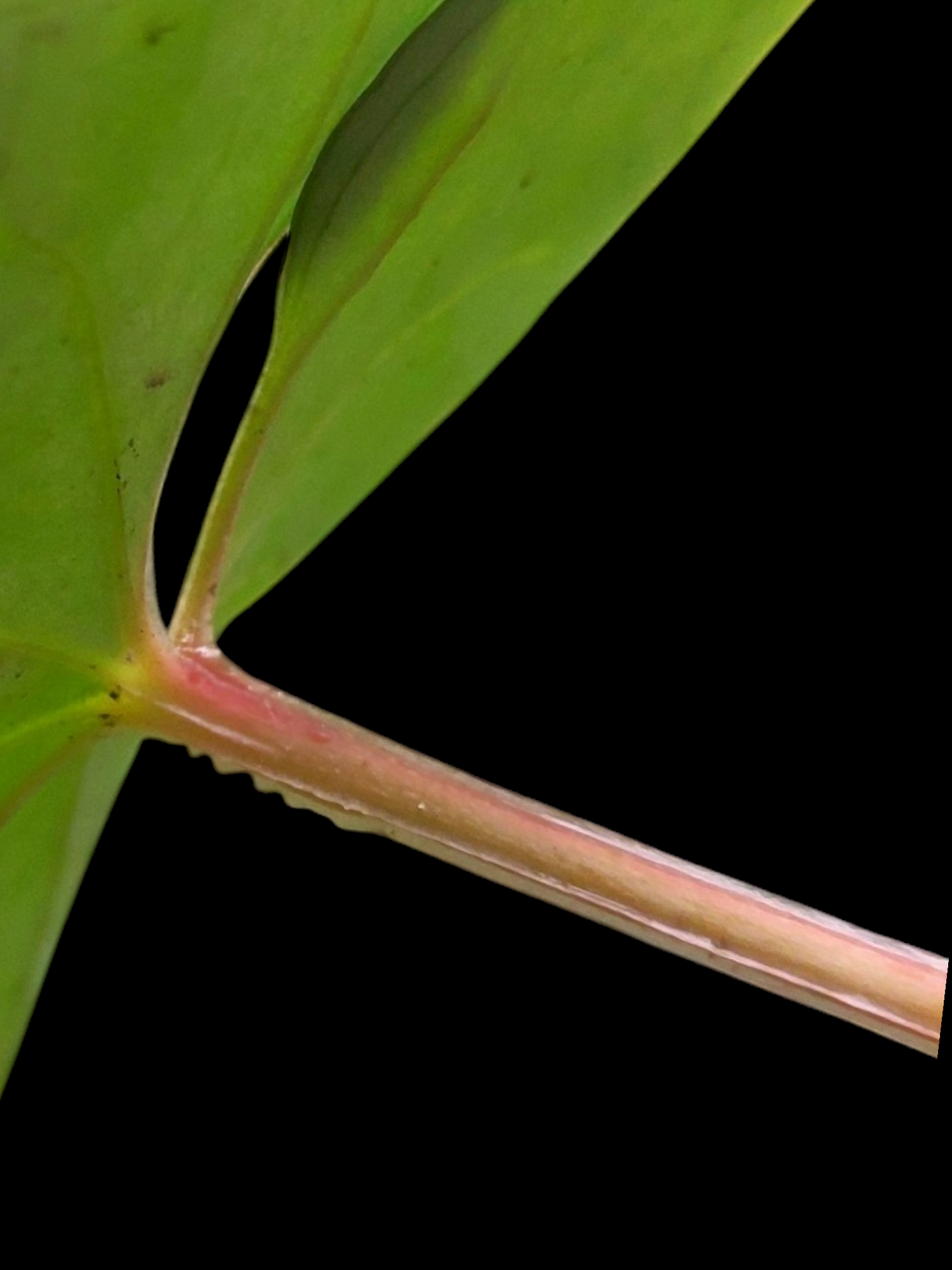 Anthurium sp. 'Silver Peru' Wild Ecotype (EXACT PLANT)