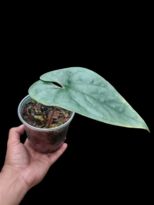 Anthurium sp. 'Silver Peru' Wild Ecotype (EXACT PLANT)