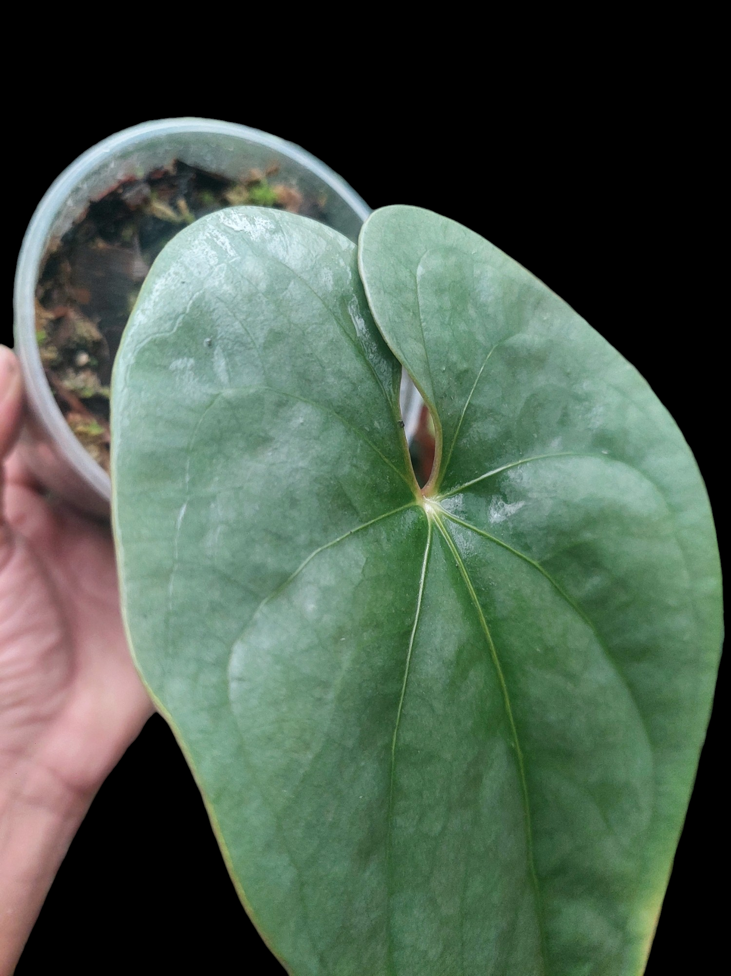 Anthurium sp. 'Silver Peru' Wild Ecotype (EXACT PLANT)