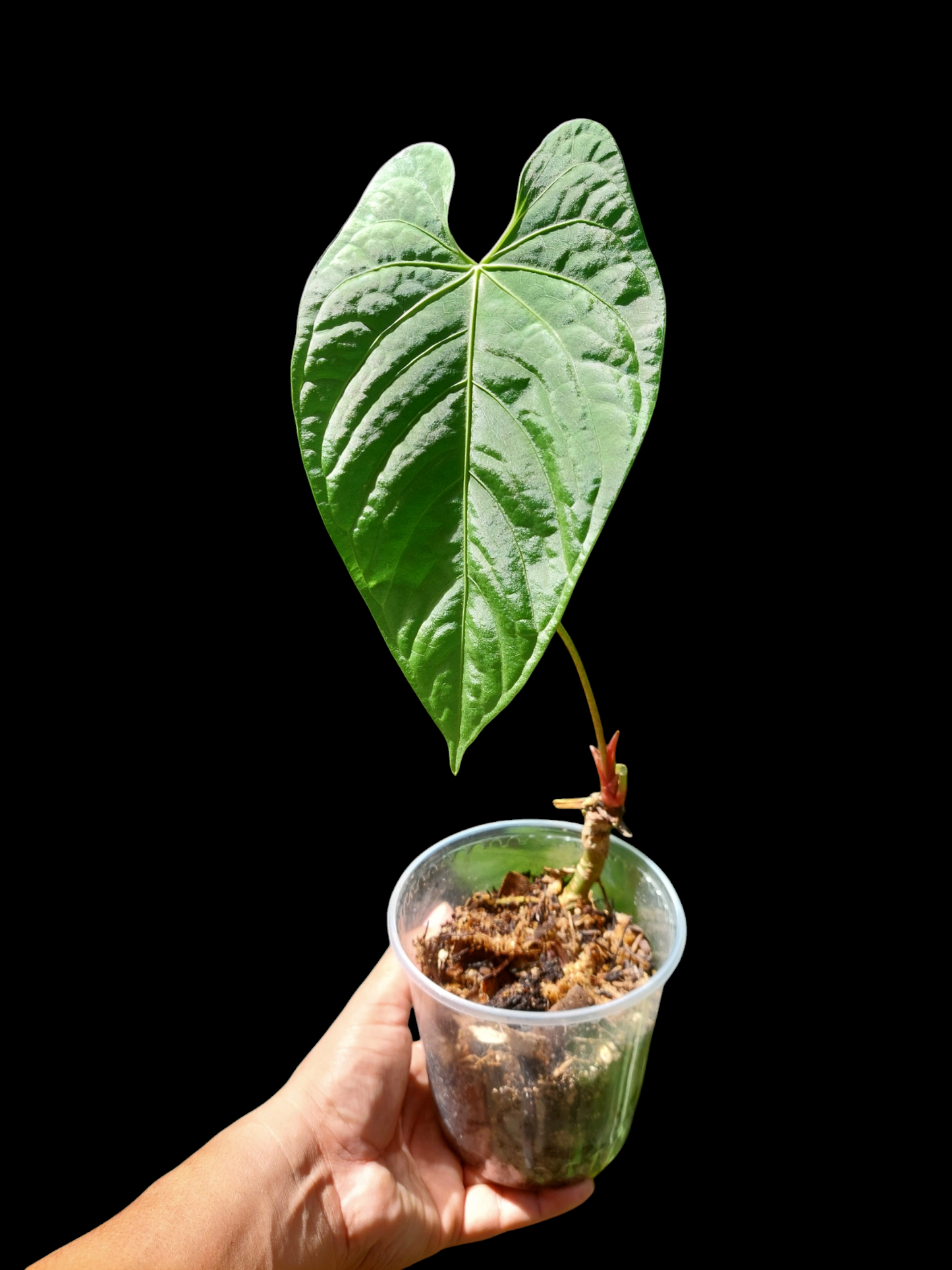Anthurium sp. "Tarapoto Velvet" Wild Ecotype (EXACT PLANT)
