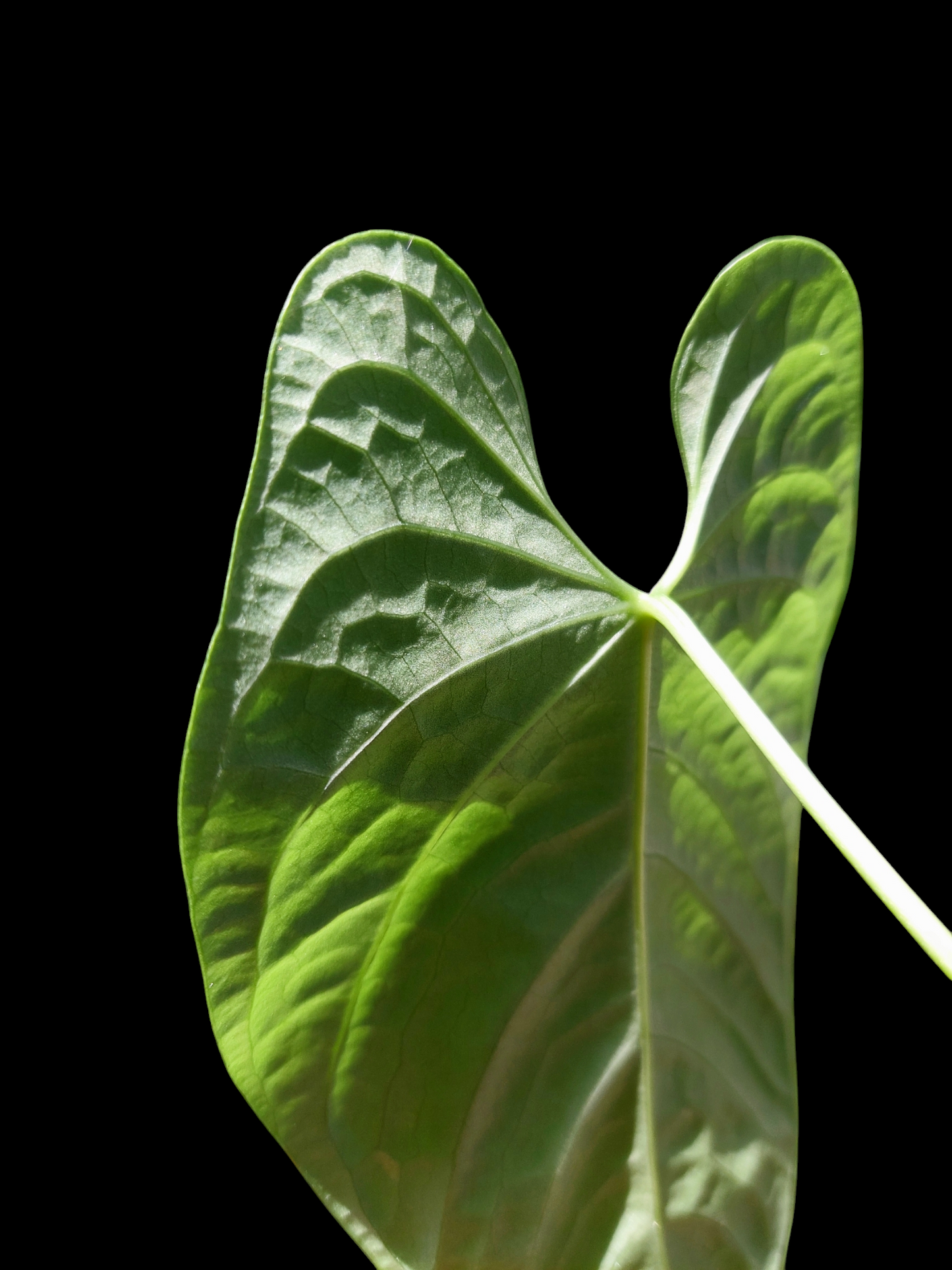 Anthurium sp. "Tarapoto Velvet" Wild Ecotype (EXACT PLANT)