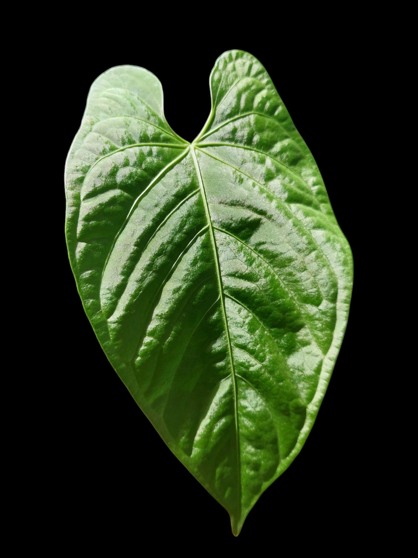Anthurium sp. "Tarapoto Velvet" Wild Ecotype (EXACT PLANT)