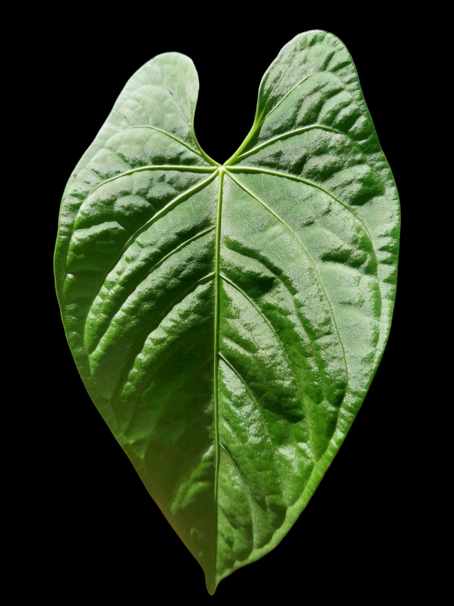Anthurium sp. "Tarapoto Velvet" Wild Ecotype (EXACT PLANT)