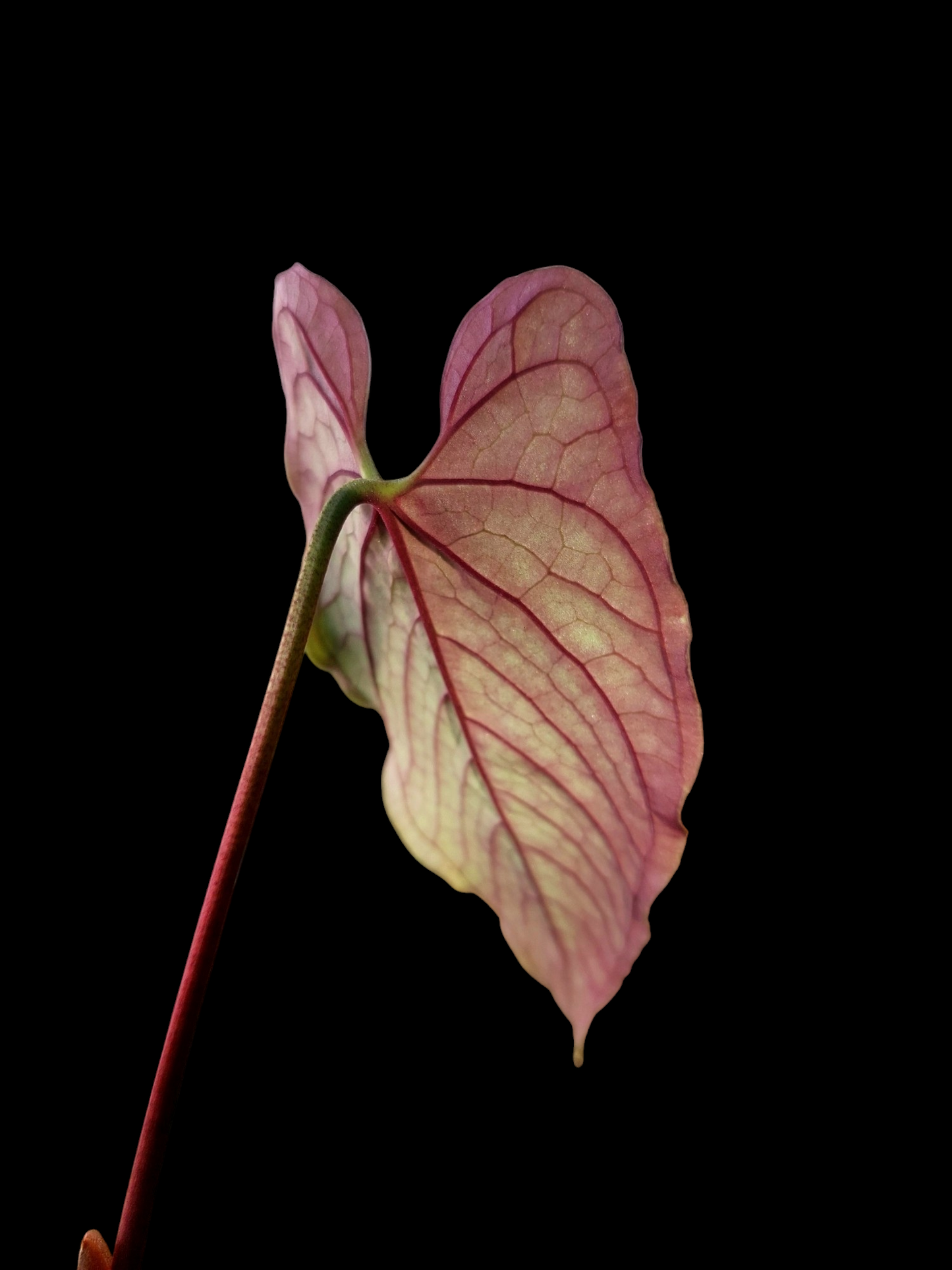 Anthurium Sp. 'Purple' Velvet (EXACT PLANT)