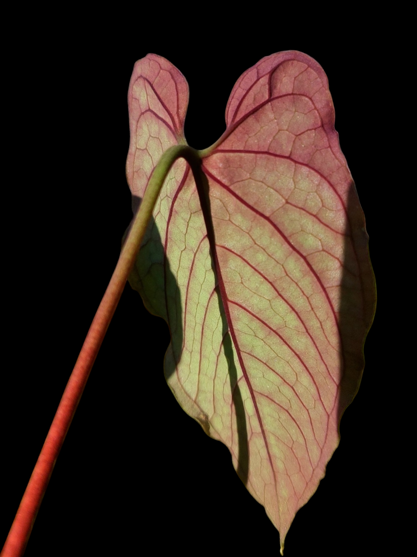 Anthurium Sp. 'Purple' Velvet (EXACT PLANT)