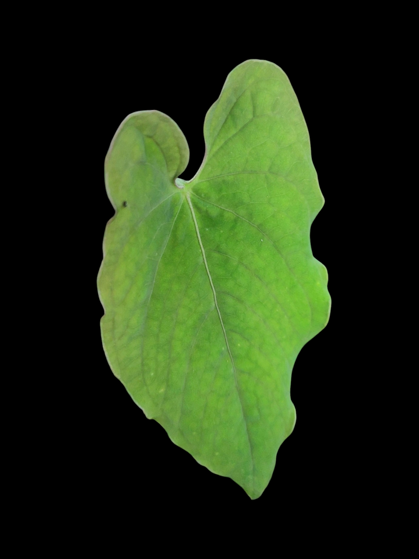 Anthurium Sp. 'Purple' Velvet (EXACT PLANT)