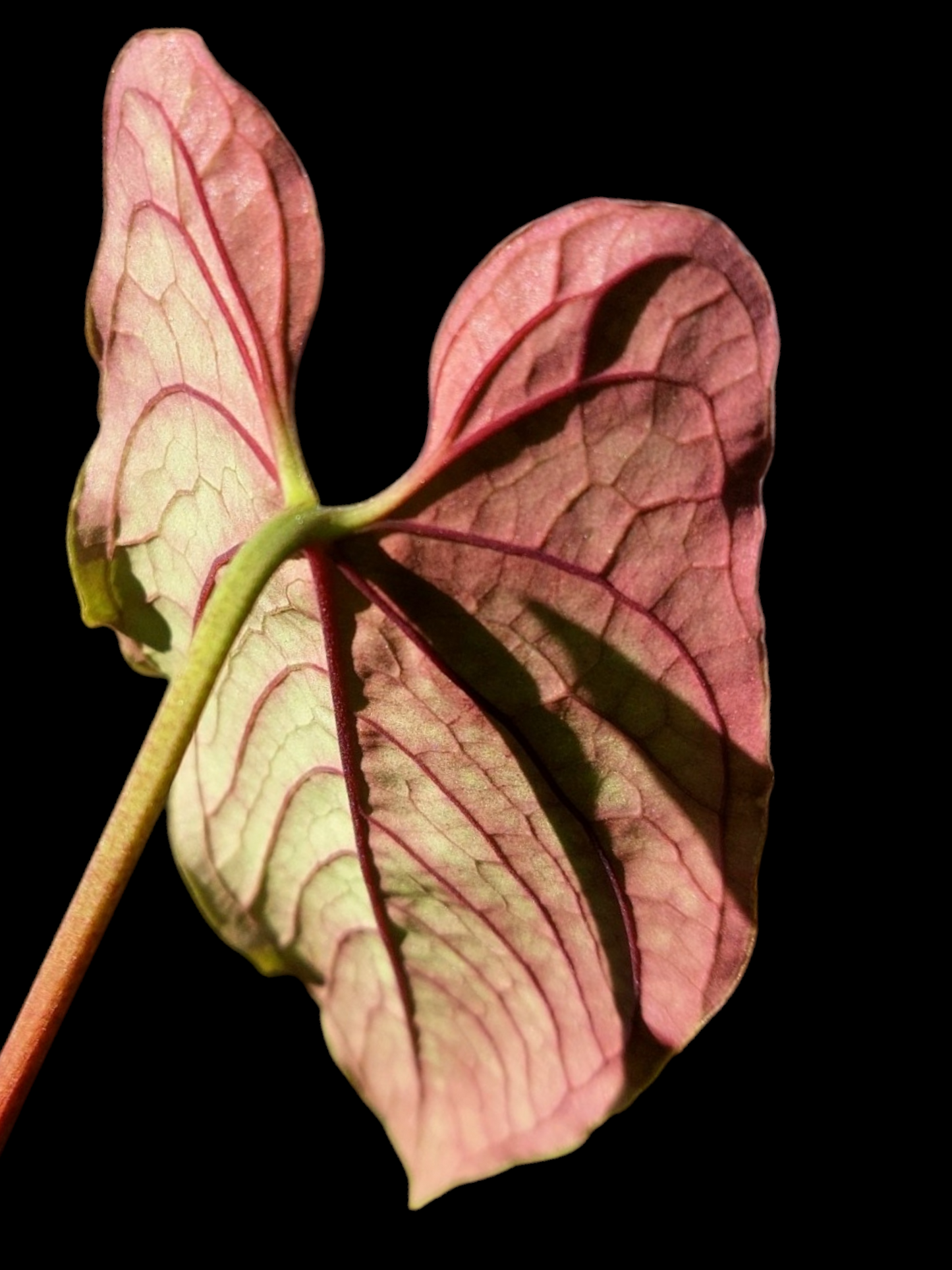 Anthurium Sp. 'Purple' Velvet (EXACT PLANT)