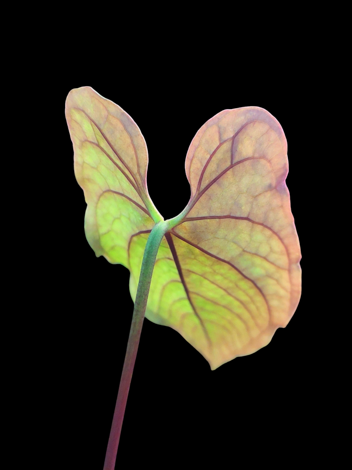 Anthurium Sp. 'Purple' Velvet (EXACT PLANT)
