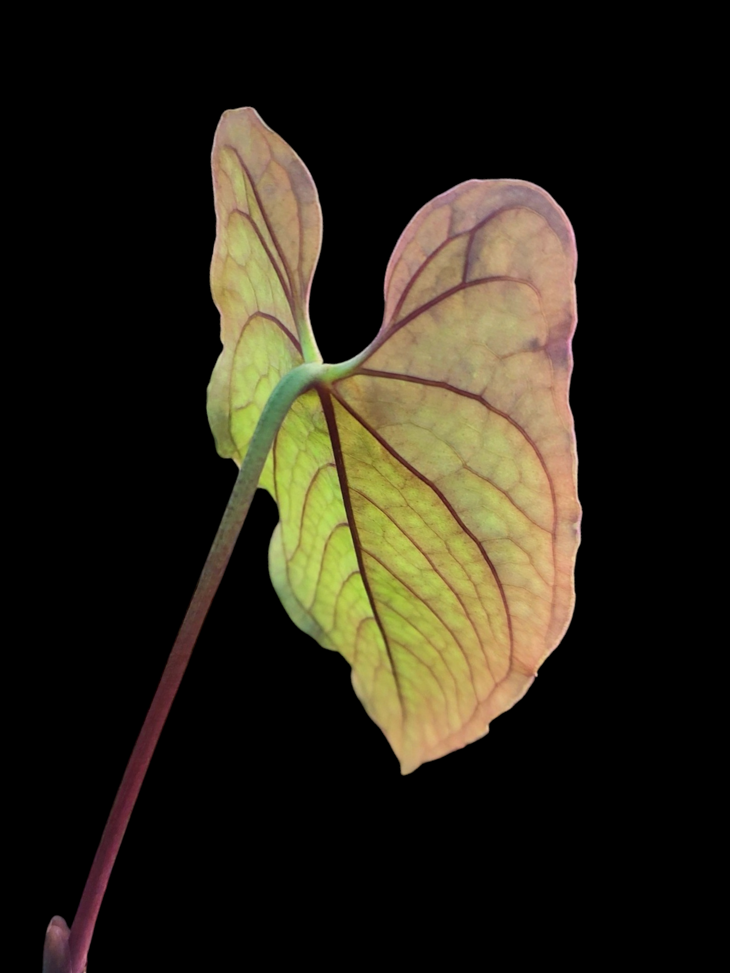 Anthurium Sp. 'Purple' Velvet (EXACT PLANT)
