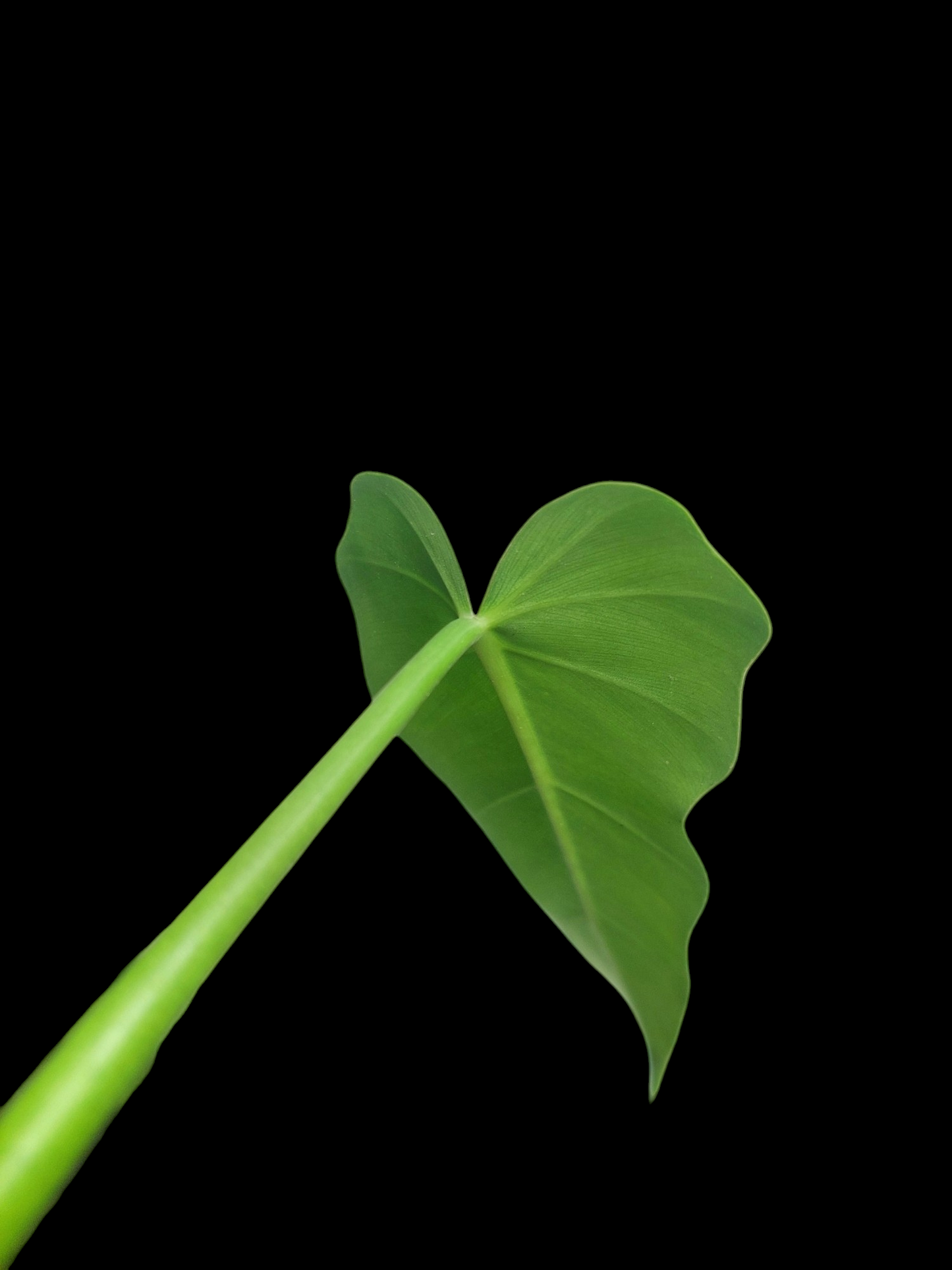 Philodendron Maximum Peru ecotype with 8 Leaves (EXACT PLANT)