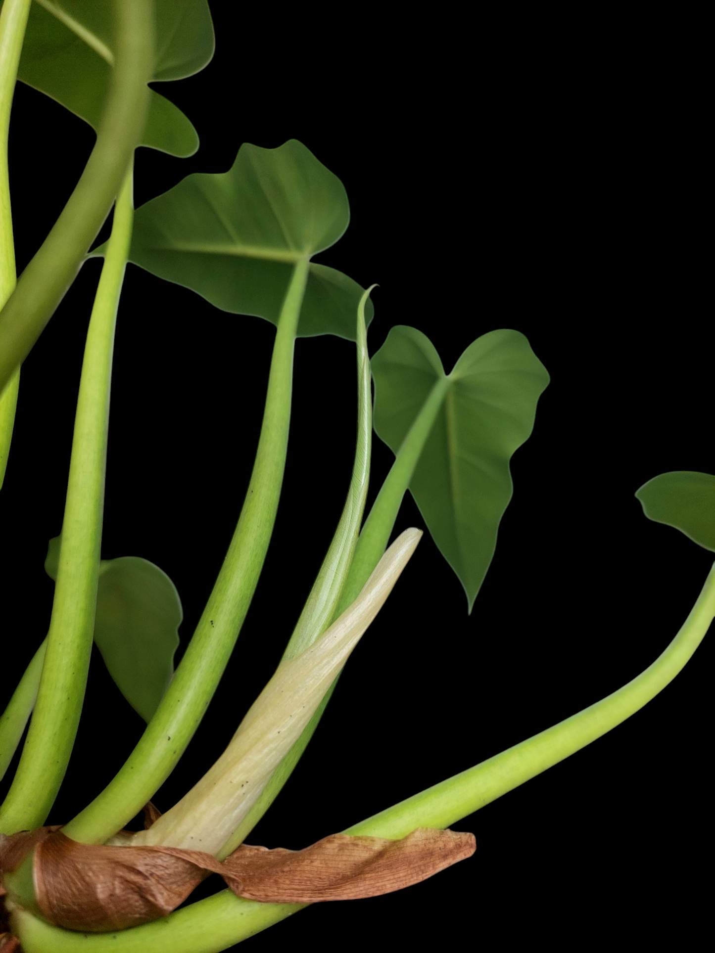 Philodendron Maximum Peru ecotype with 8 Leaves (EXACT PLANT)