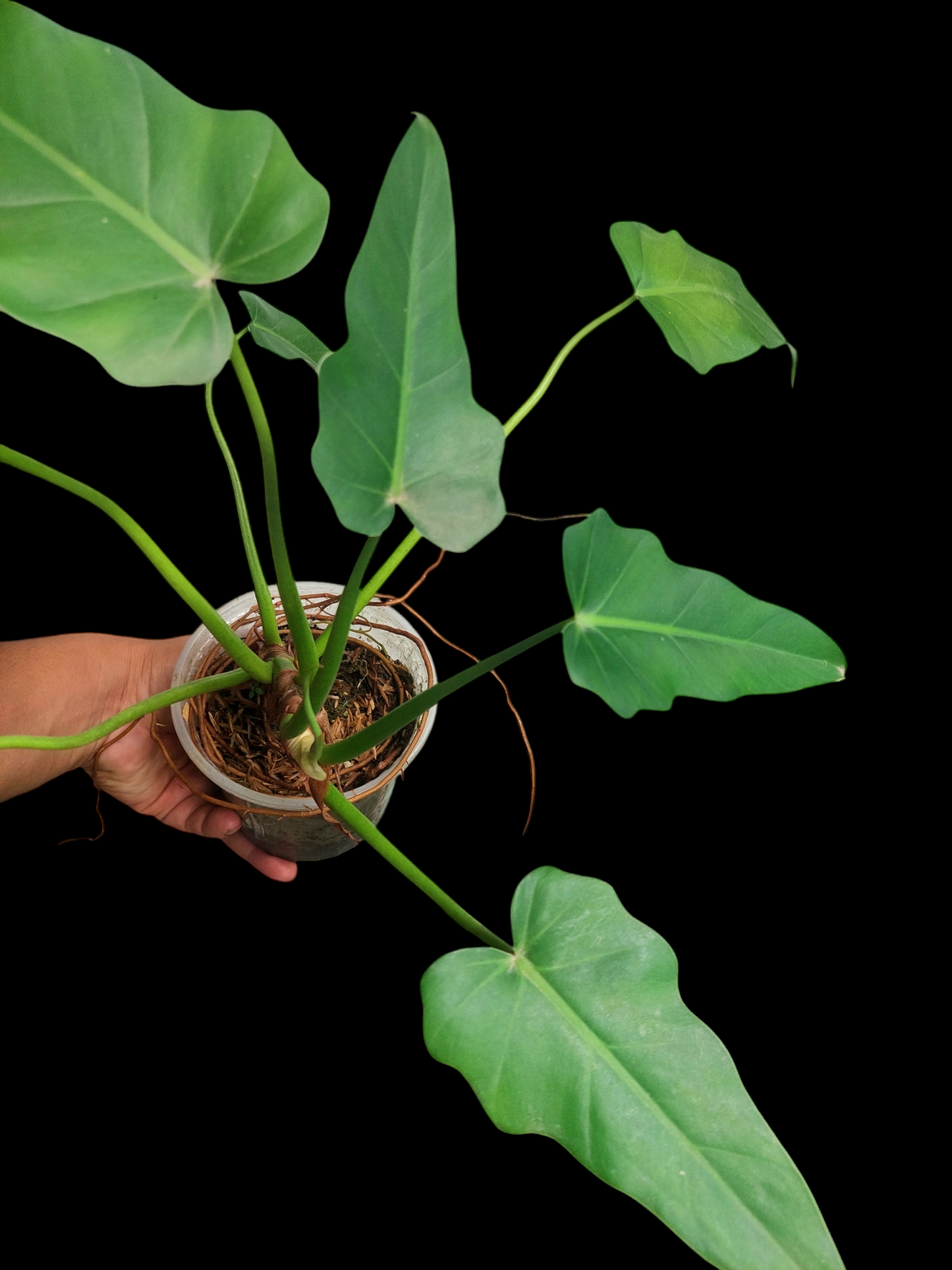 Philodendron Maximum Peru ecotype with 8 Leaves (EXACT PLANT)