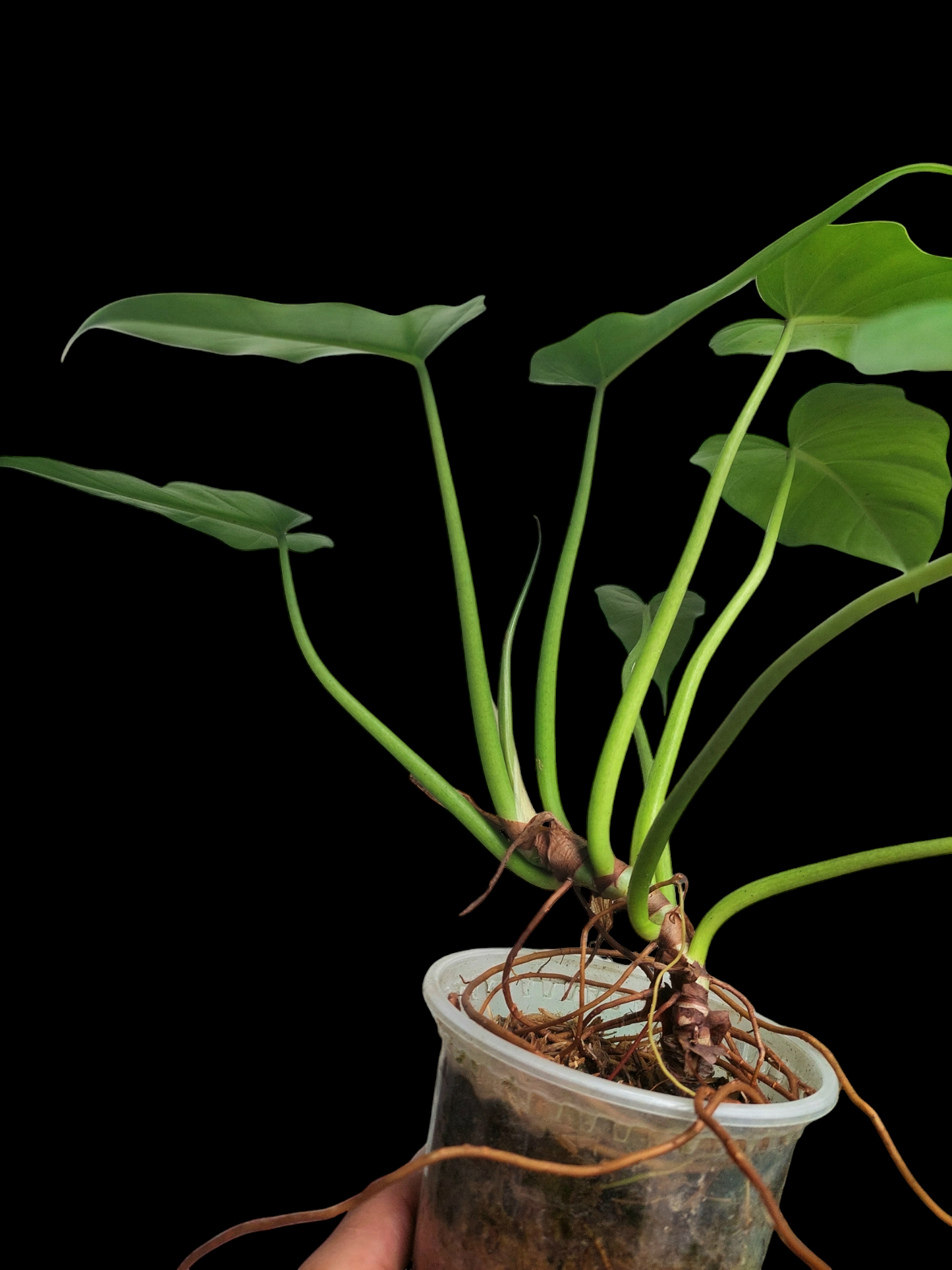 Philodendron Maximum Peru ecotype with 8 Leaves (EXACT PLANT)
