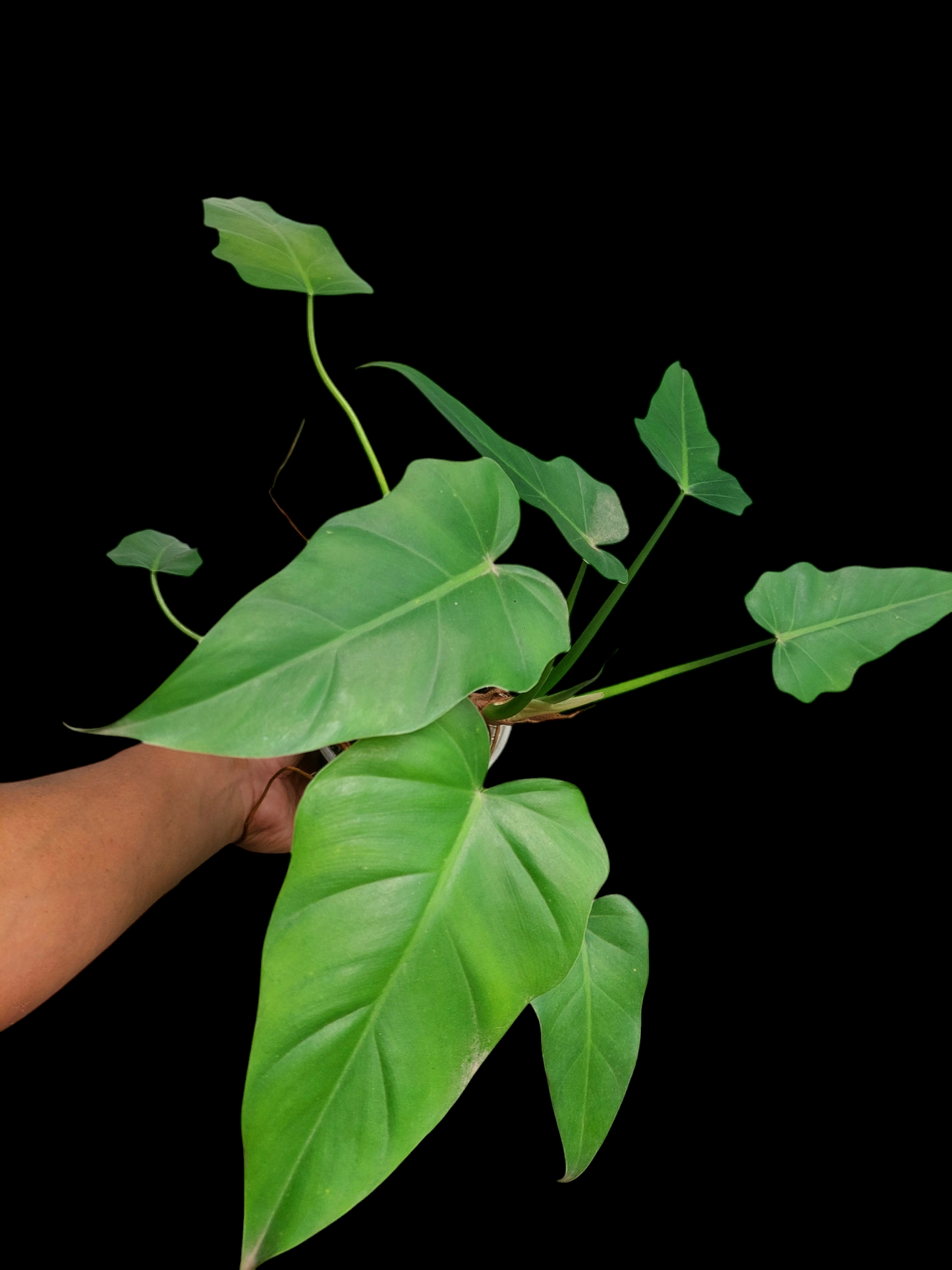 Philodendron Maximum Peru ecotype with 8 Leaves (EXACT PLANT)