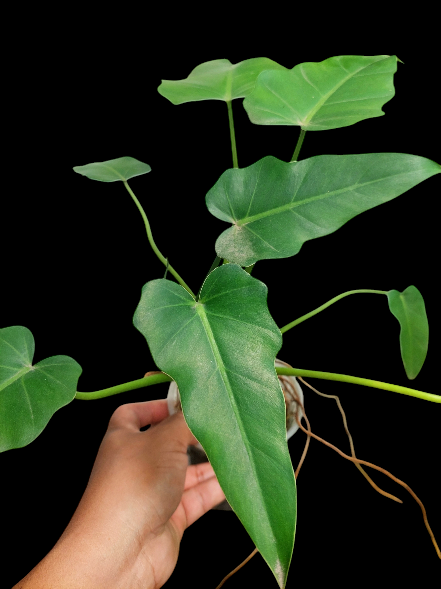 Philodendron Maximum Peru ecotype with 8 Leaves (EXACT PLANT)