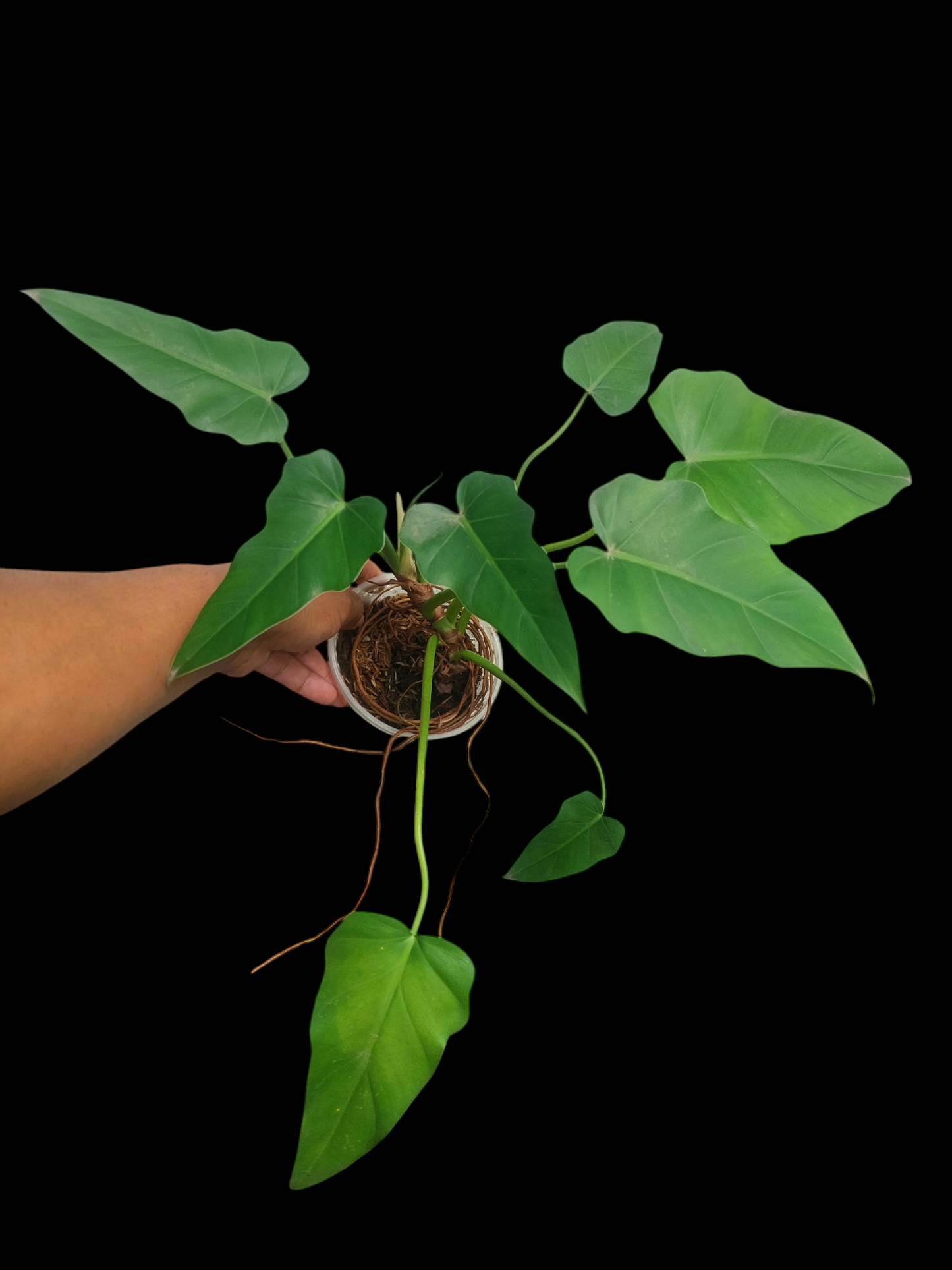 Philodendron Maximum Peru ecotype with 8 Leaves (EXACT PLANT)