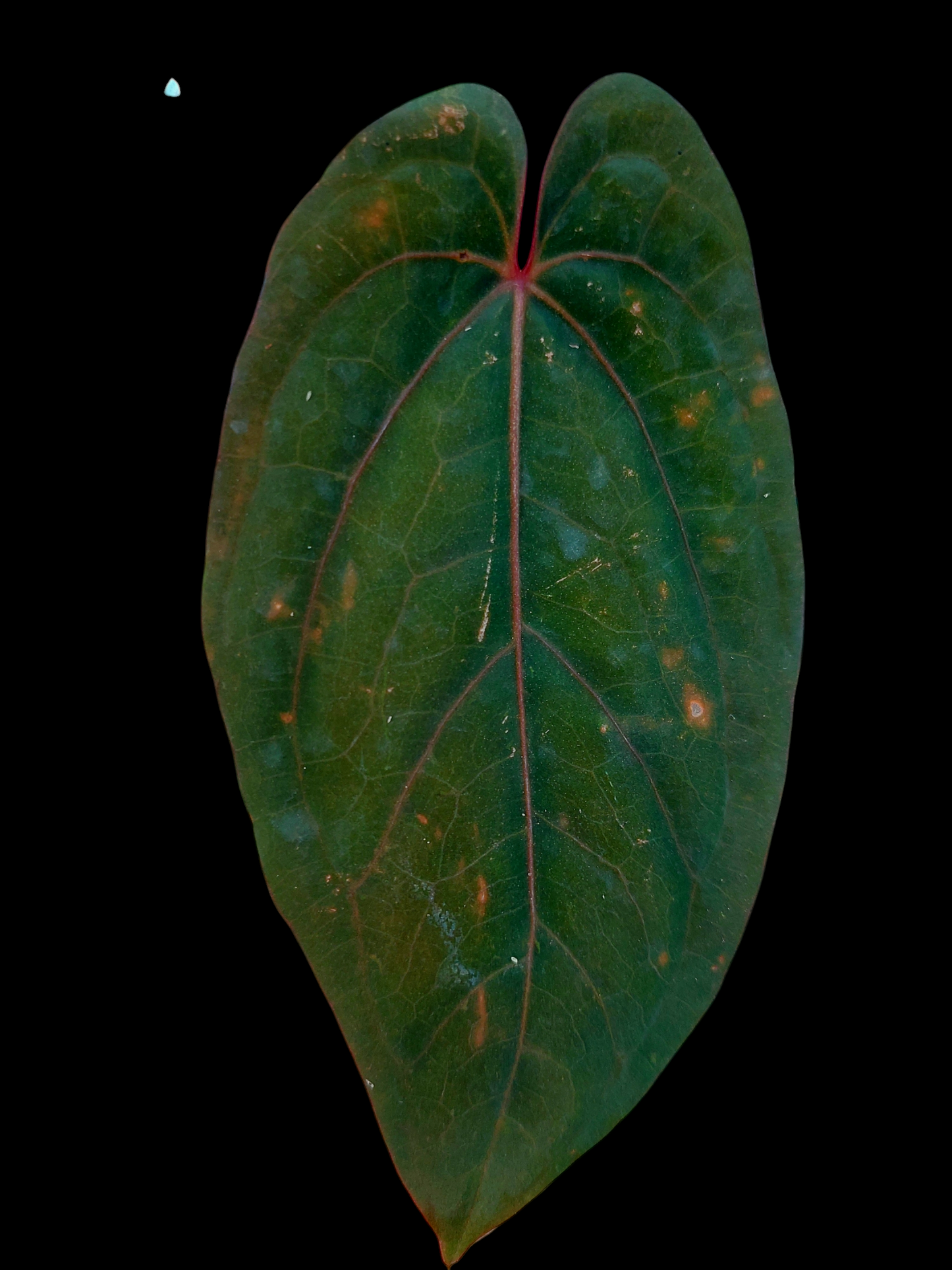 Anthurium Dressleri "Bocas del Toro" Special phenotype EXACT PLANT)