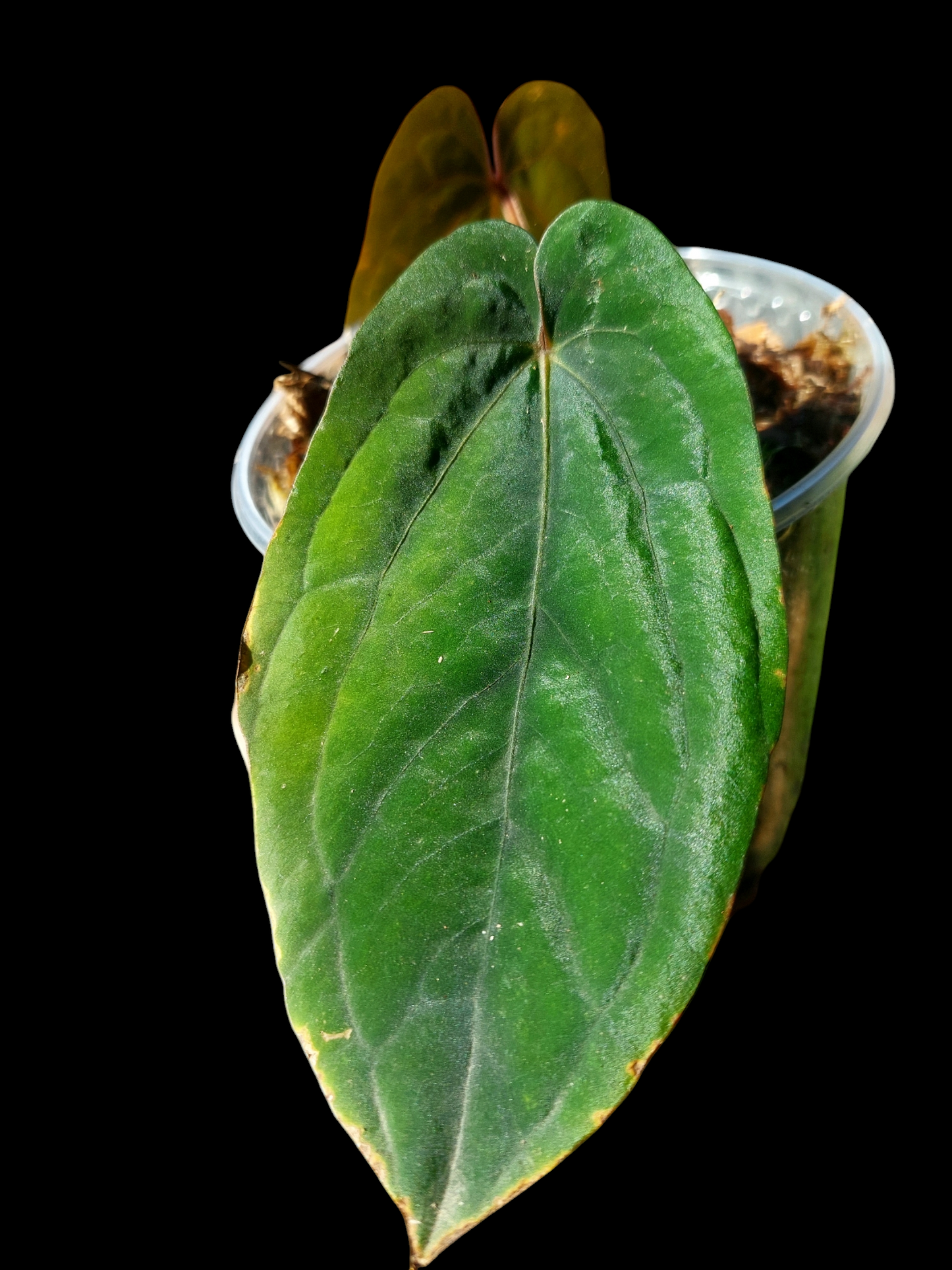 Anthurium Dressleri "Bocas del Toro" Special phenotype EXACT PLANT)
