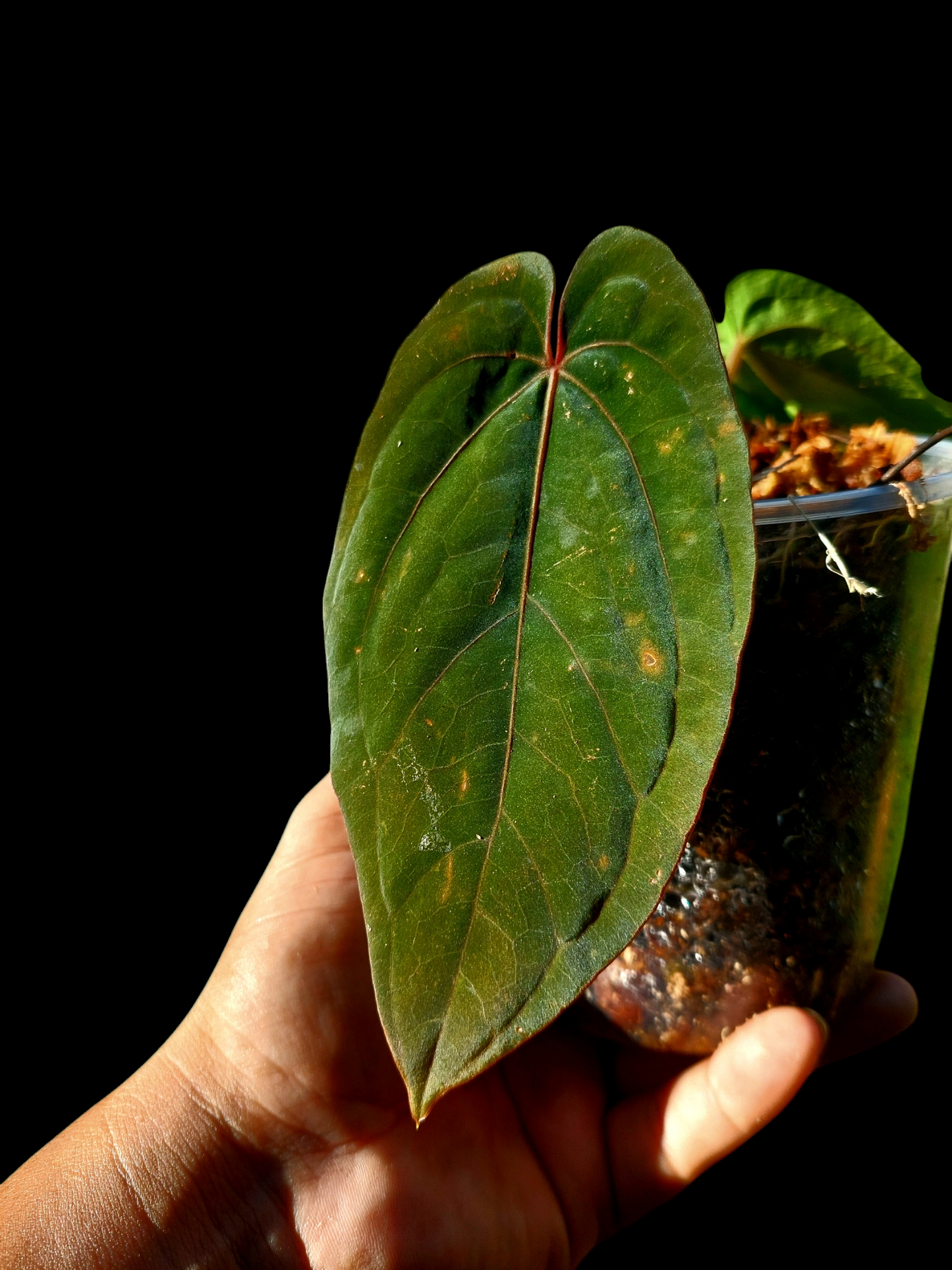 Anthurium Dressleri "Bocas del Toro" Special phenotype EXACT PLANT)
