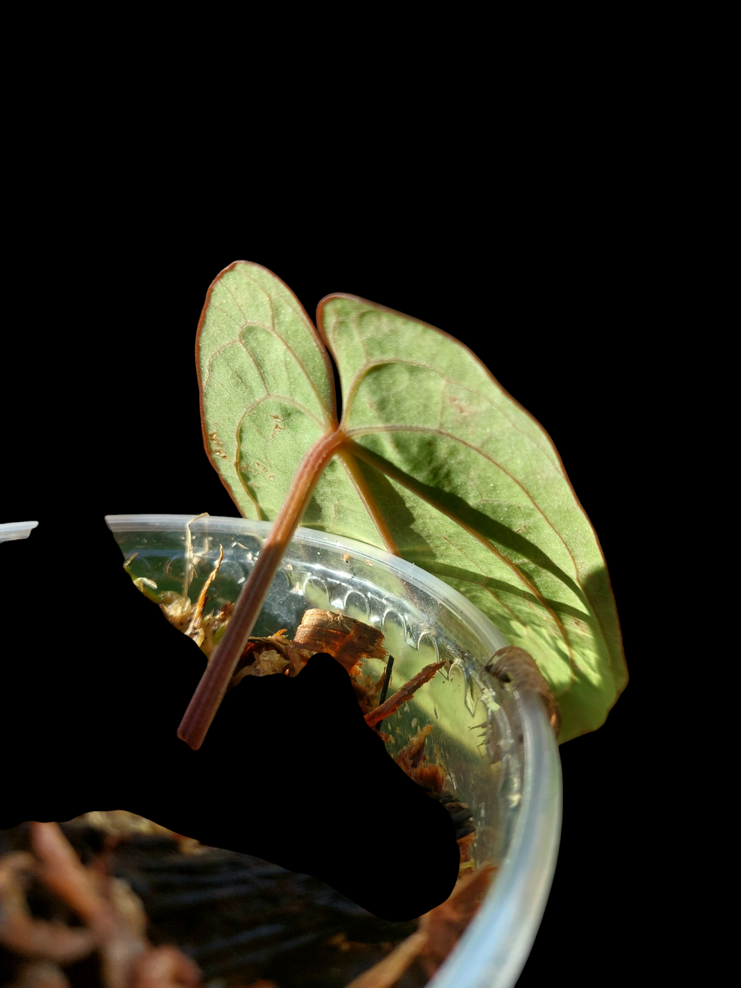 Anthurium Dressleri "Bocas del Toro" Special phenotype EXACT PLANT)