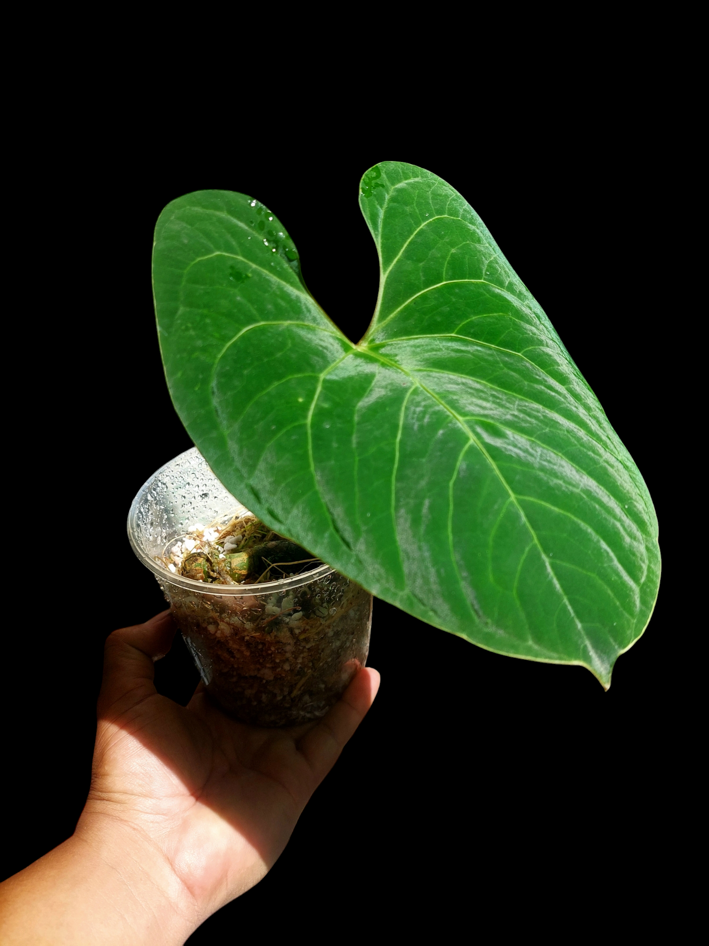 Anthurium sp. 'Huanuco Velvet' (EXACT PLANT)